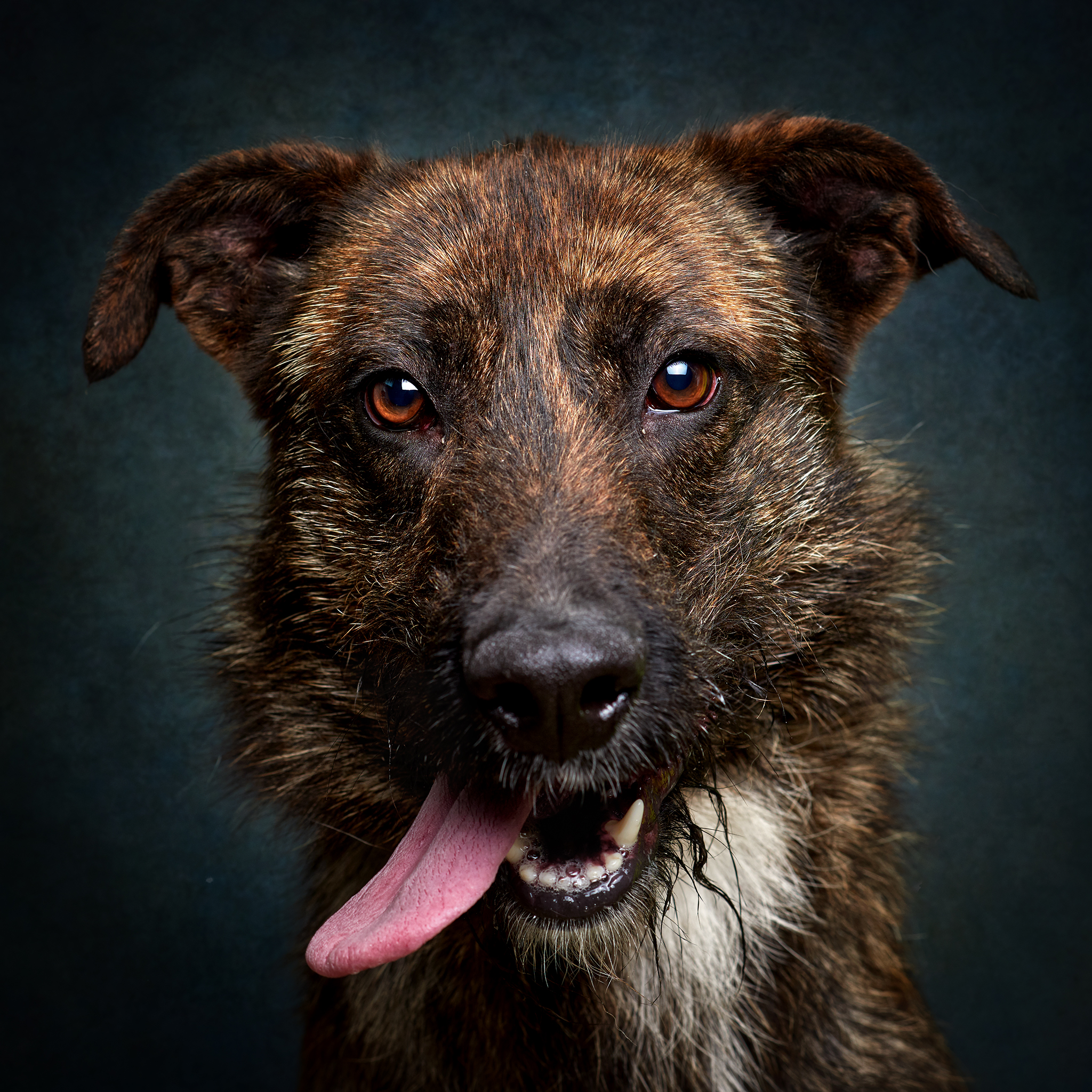 Retrato de Tigre, cão para adoção em Matosinhos