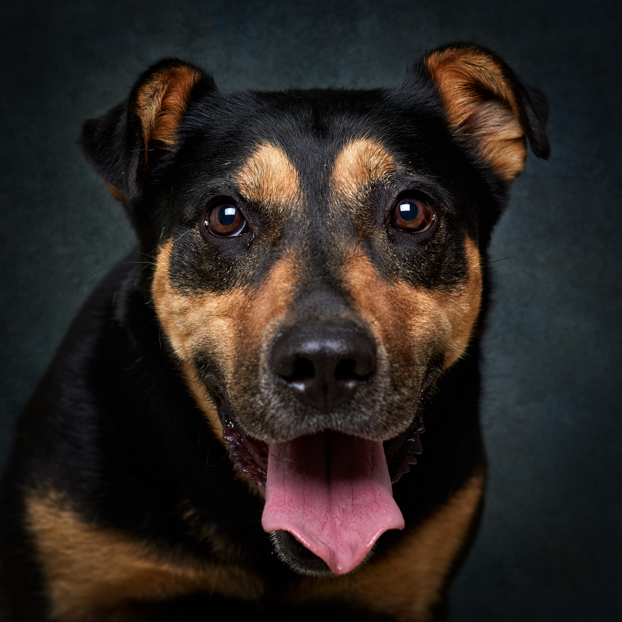 Retrato de Duddy, cão para adoção em Matosinhos