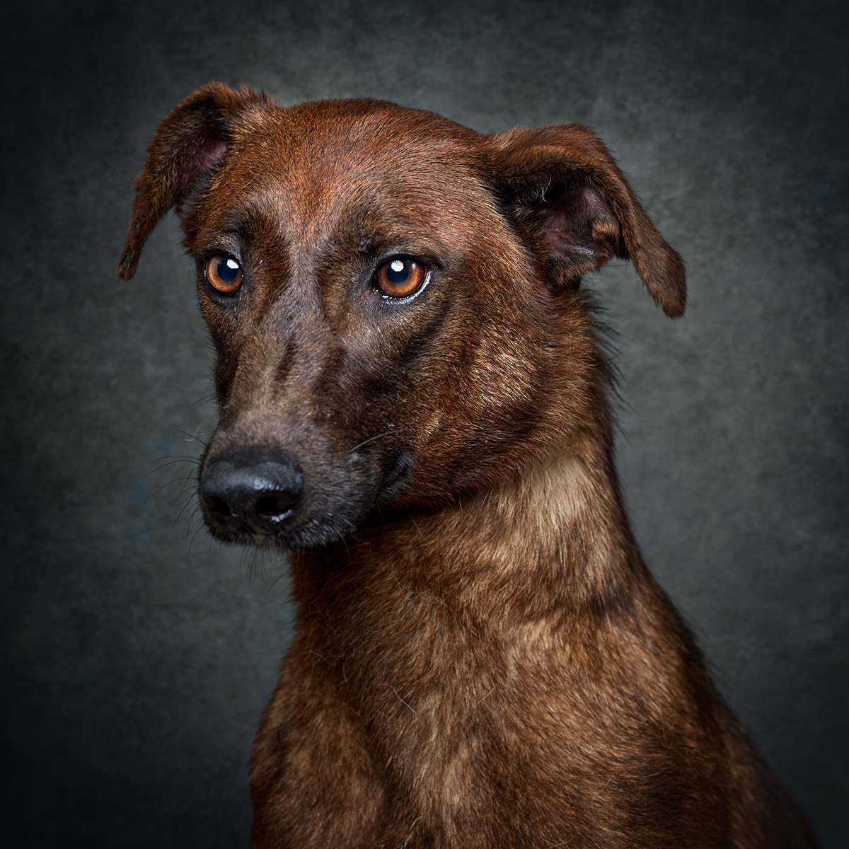 Retrato de Nutella, cadela para adoção em Matosinhos