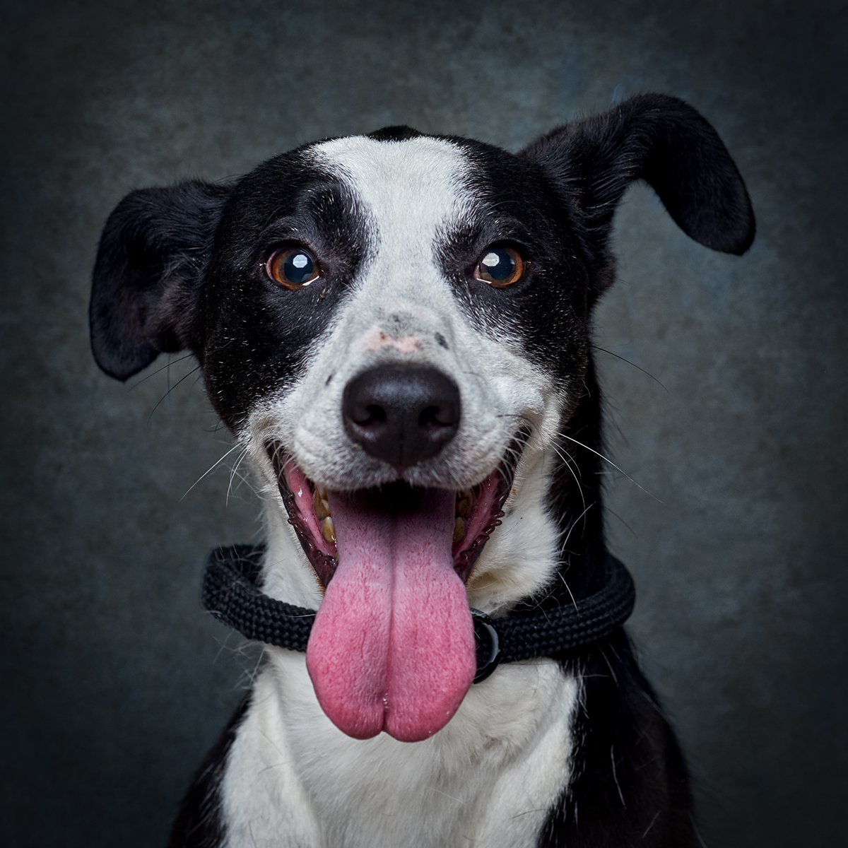 Retrato de Jean, cadela para adoção em Matosinhos