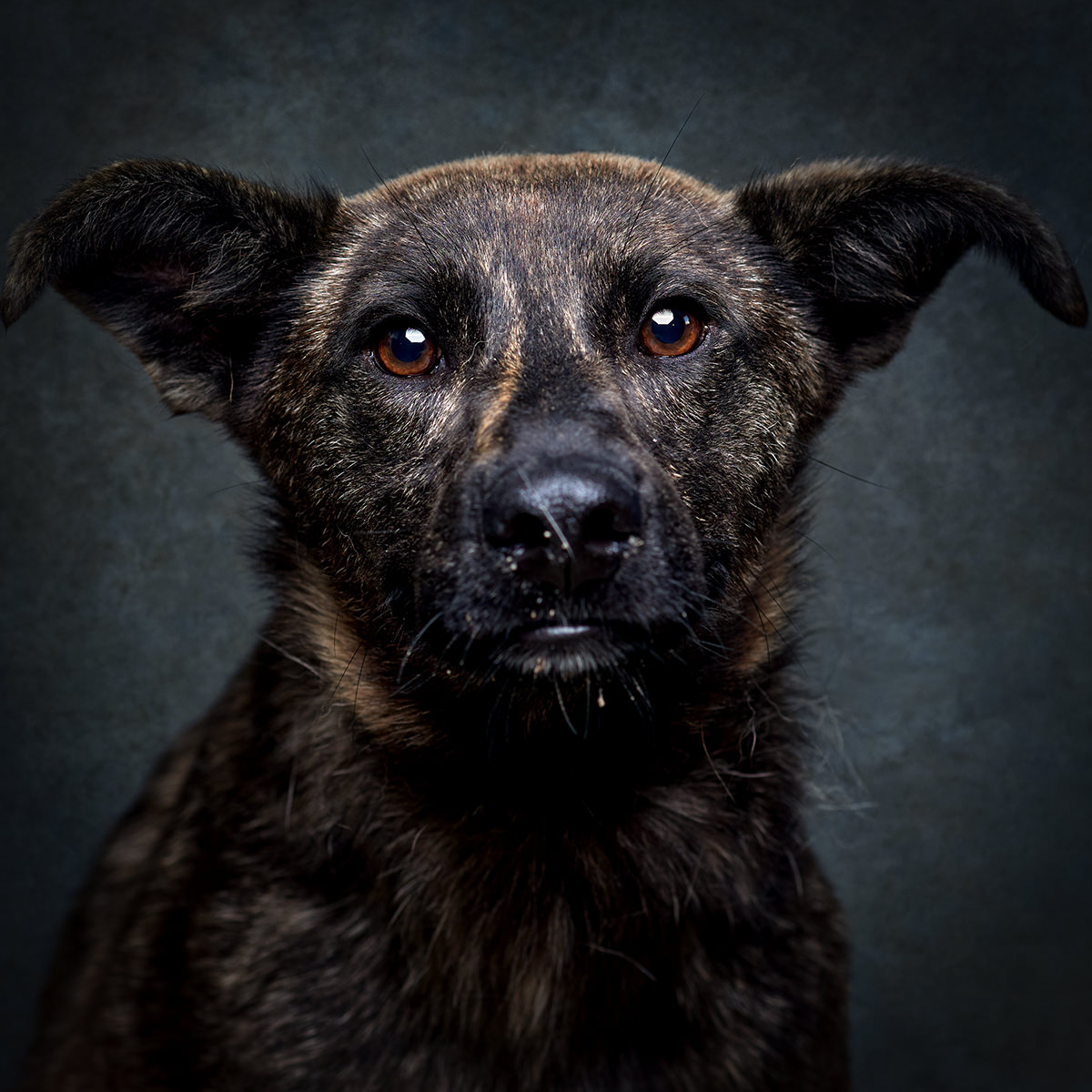 Retrato de Pierre, cão para adoção em Matosinhos