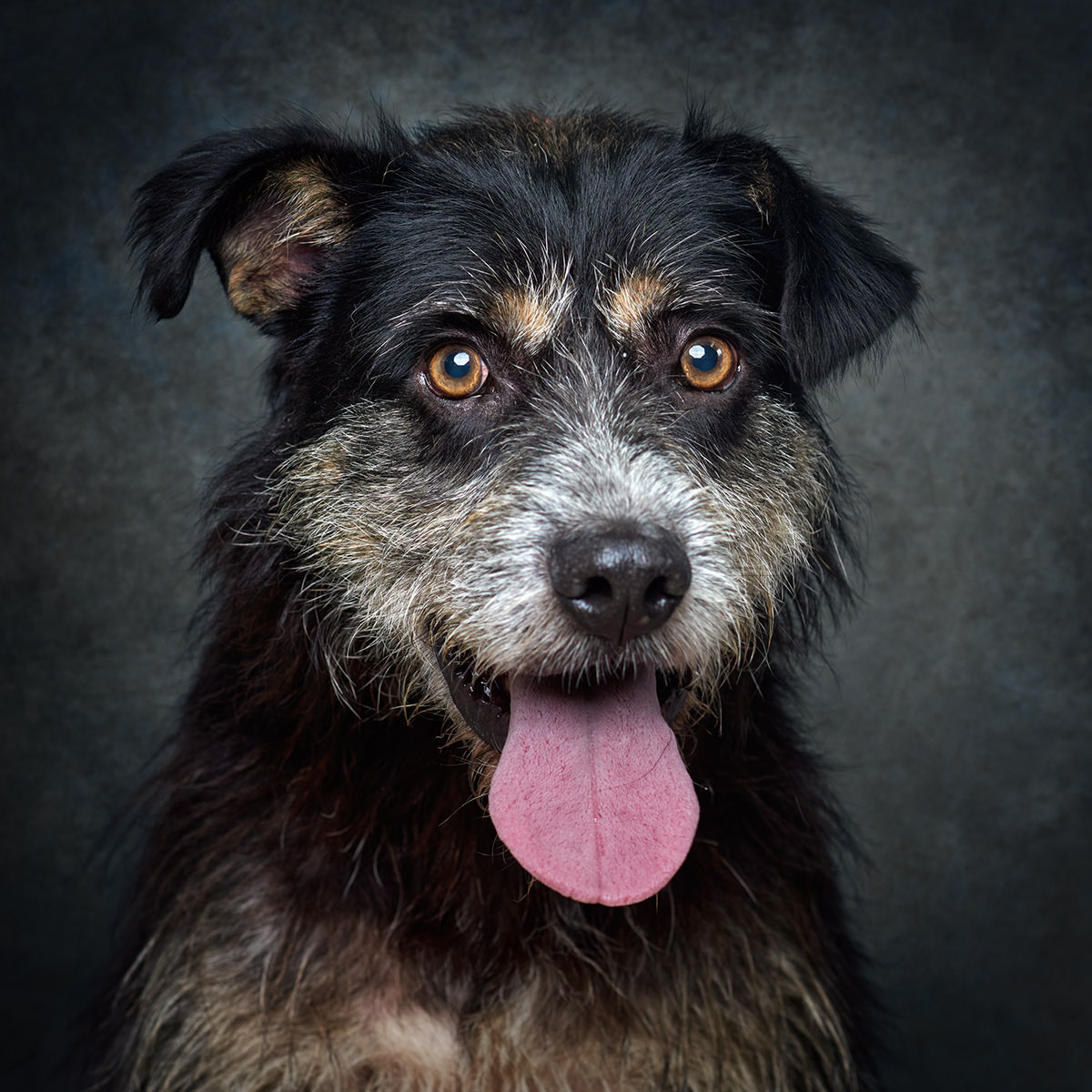 Retrato de Vasquinho, cão para adoção em Matosinhos