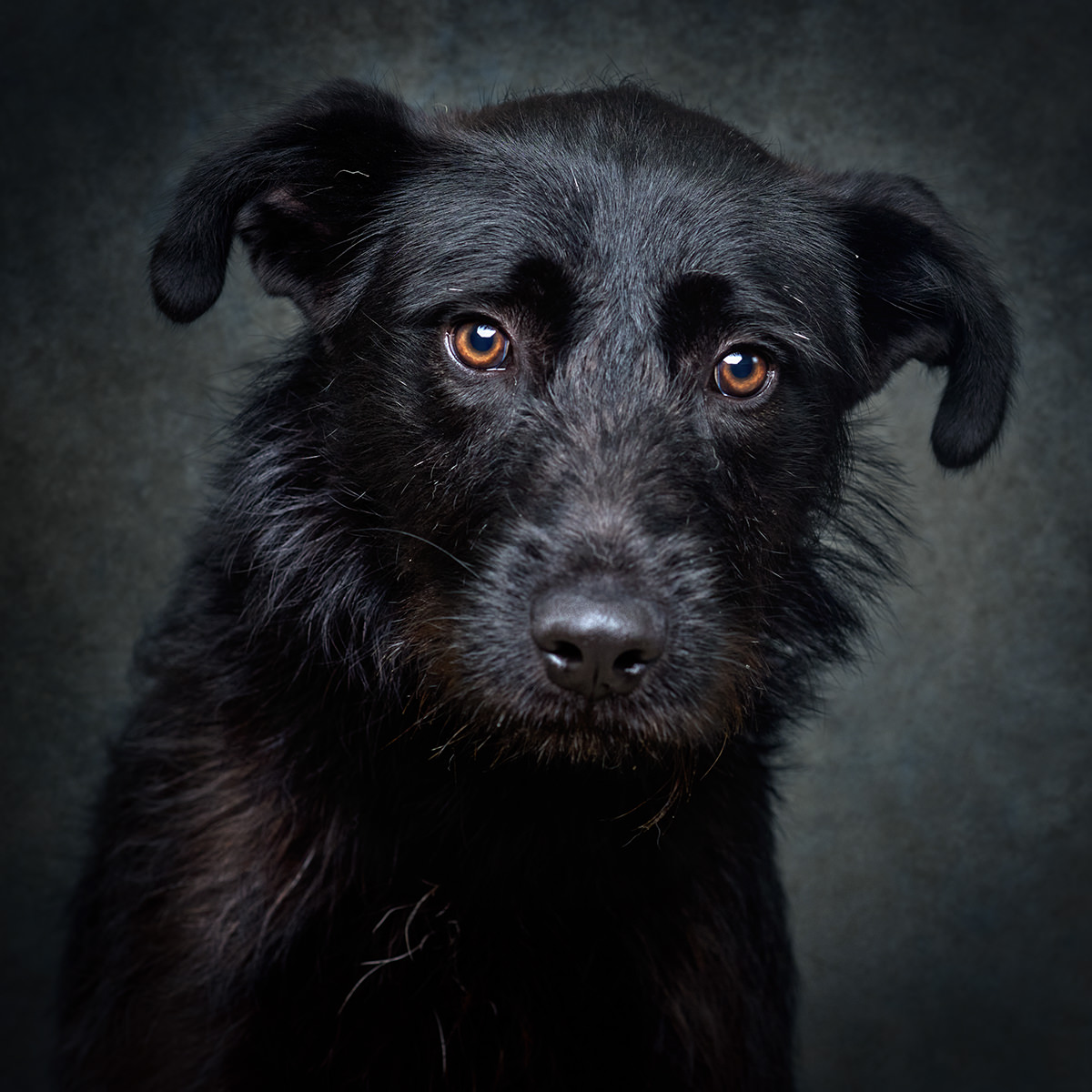 Retrato de João, cão para adoção em Matosinhos
