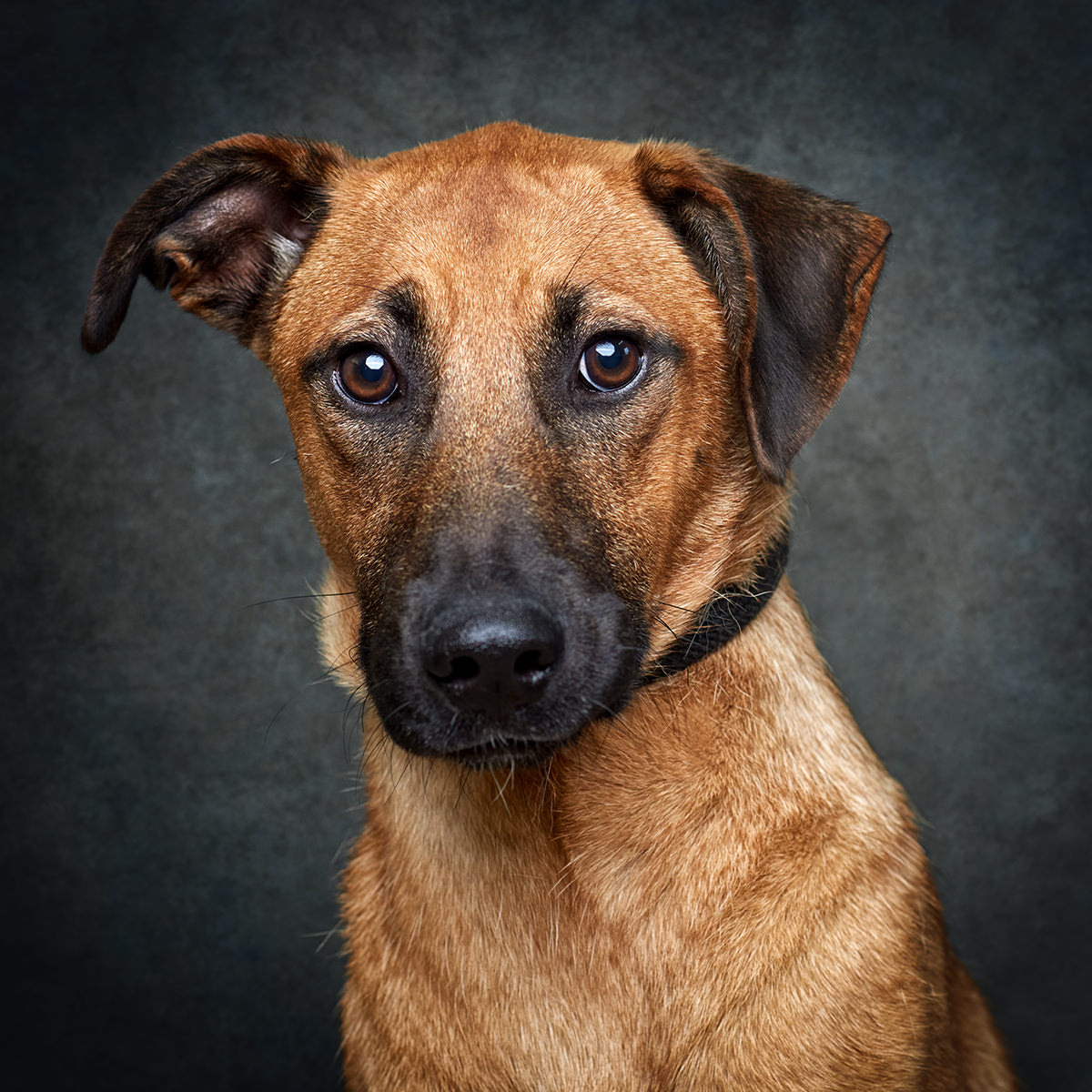 Retrato de Moony, cão para adoção em Matosinhos