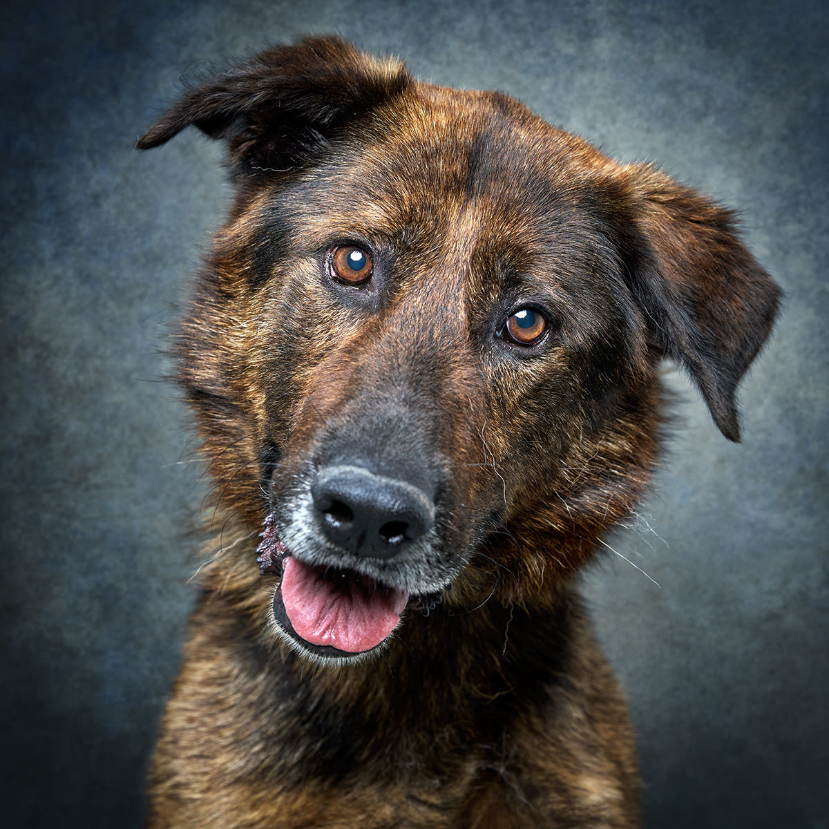 Retrato de Woody, cão para adoção em Matosinhos