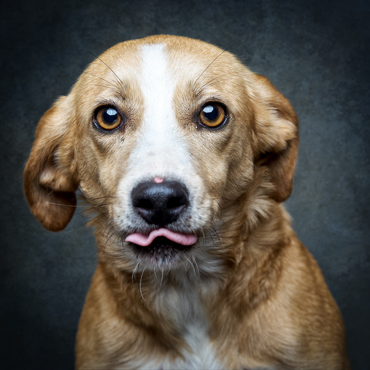 Retrato de Caramela, cadela para adoção em Leiria