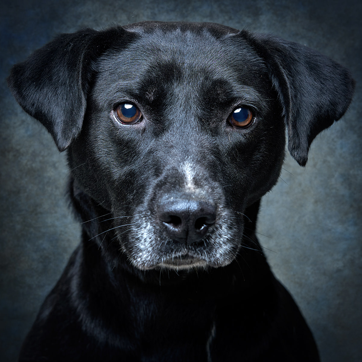 Retrato de Diva, cadela para adoção em Leiria