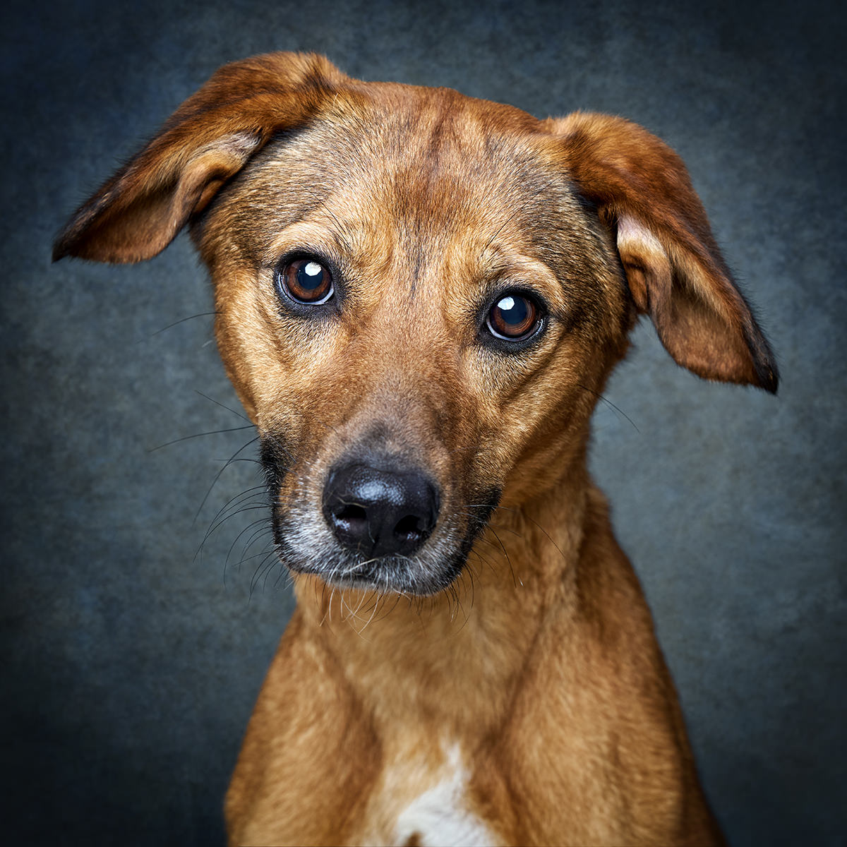 Retrato de Yuki, cadela para adoção em Leiria