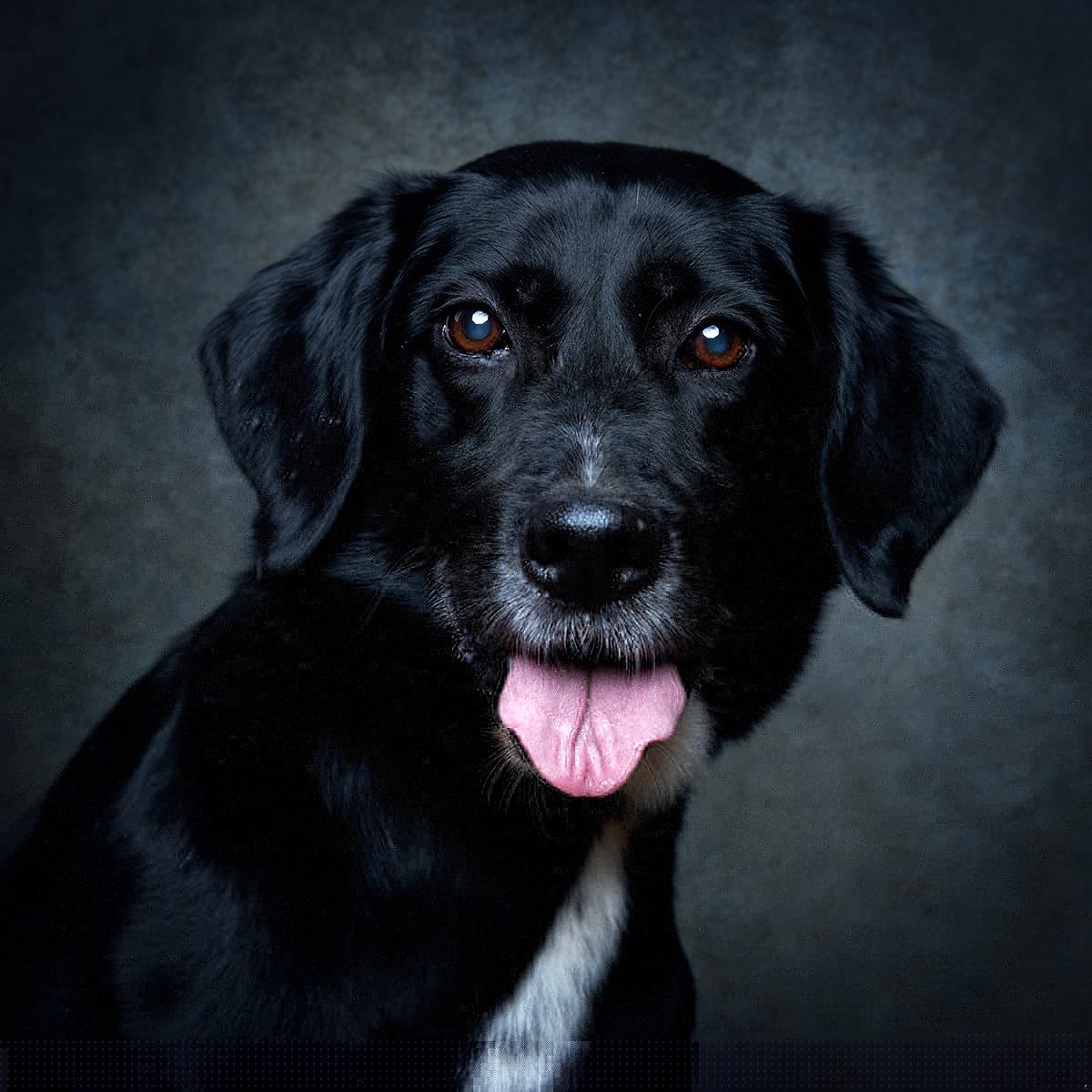 Retrato de Pipoca, cadela para adoção em Barcarena