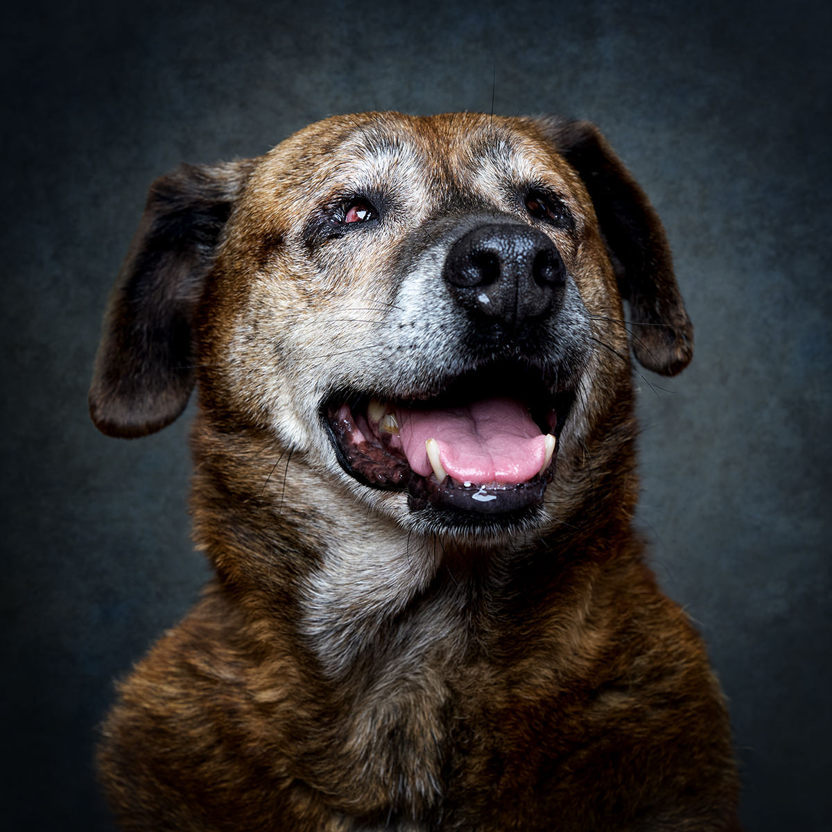 Retrato de Zorro, cão para adoção em Barcarena