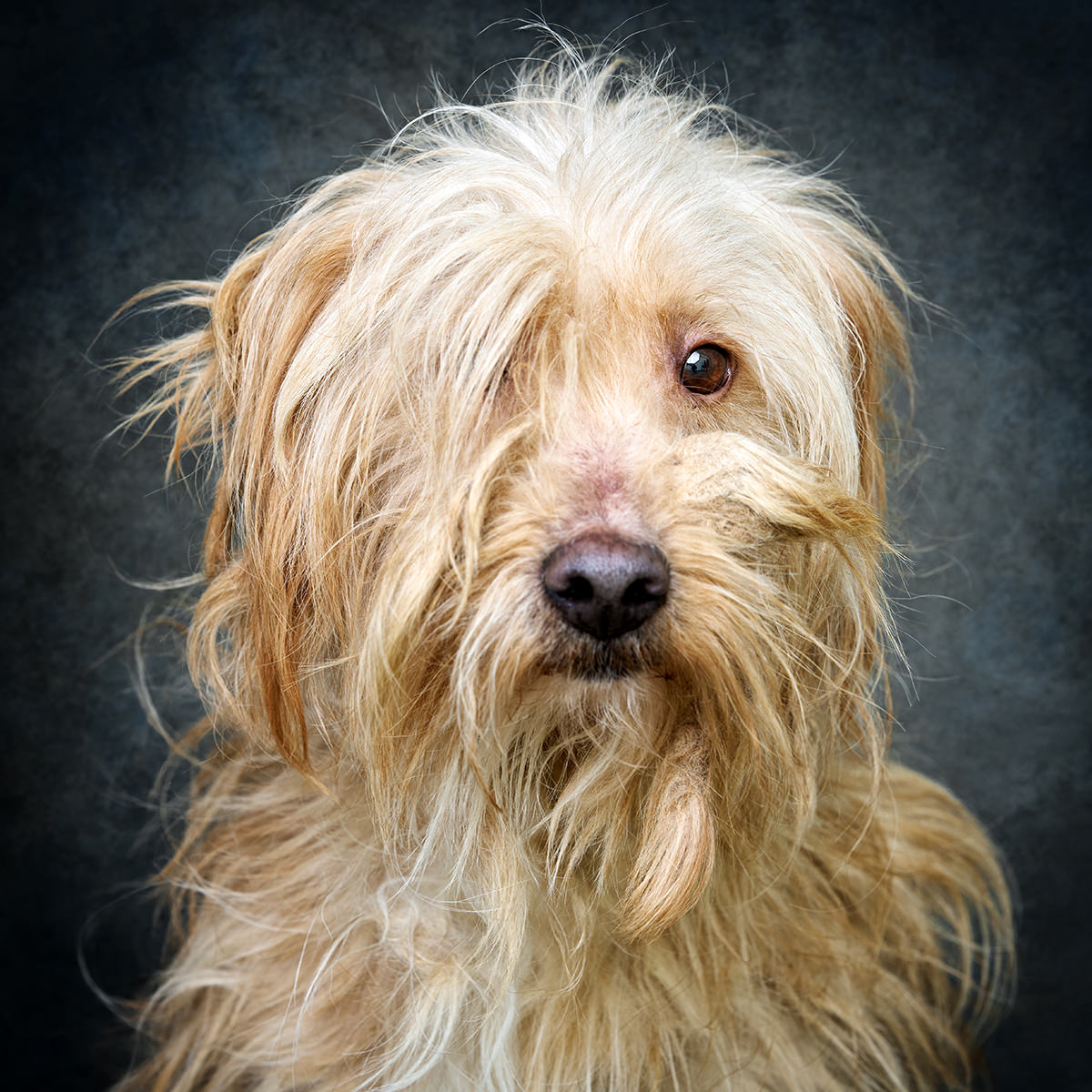 Retrato de Flokito, cão para adoção em Soure