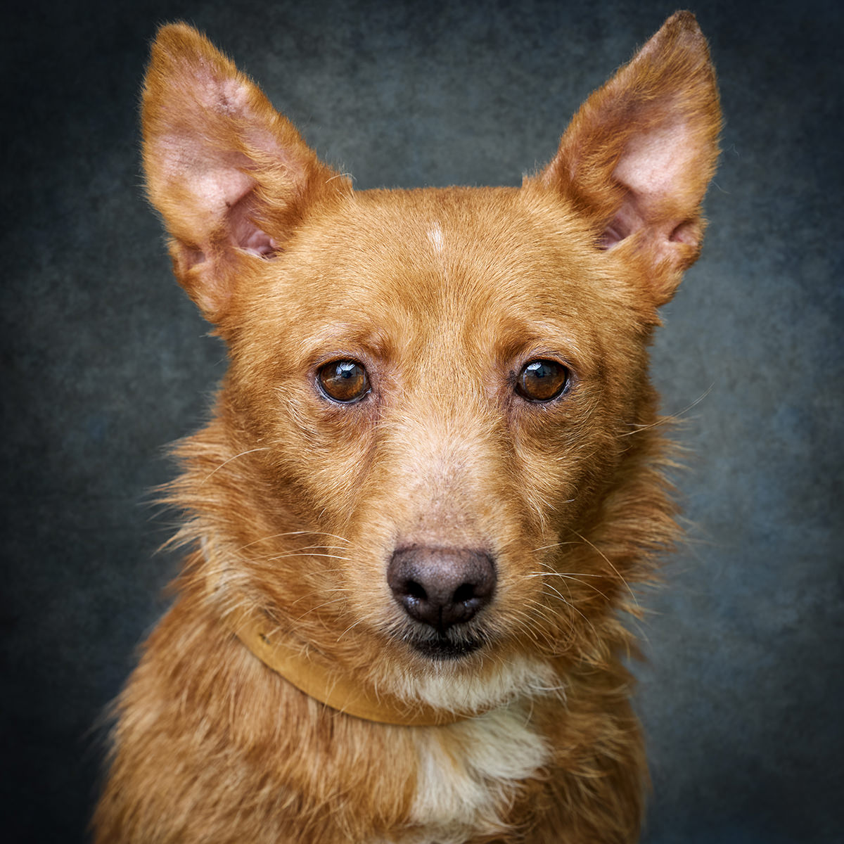 Retrato de Jimmy, cão para adoção em Soure