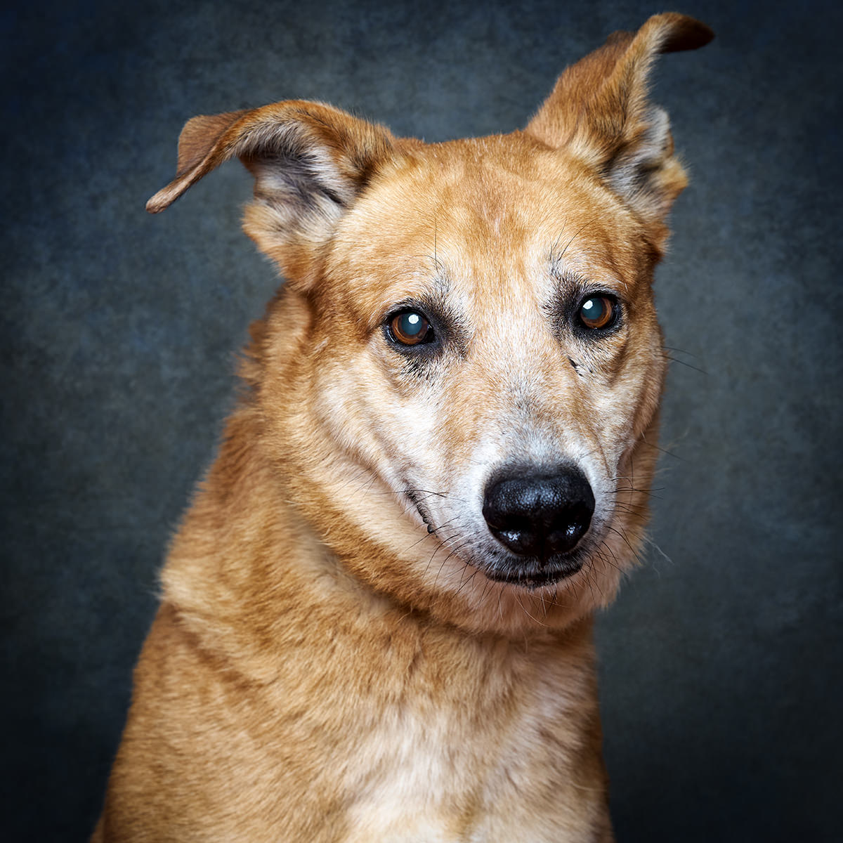 Retrato de Kenzo, cão para adoção em Sintra