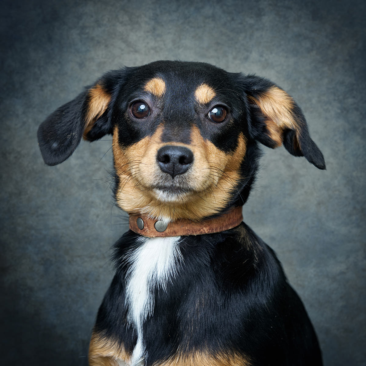 Retrato de Lolita, cadela para adoção em Soure
