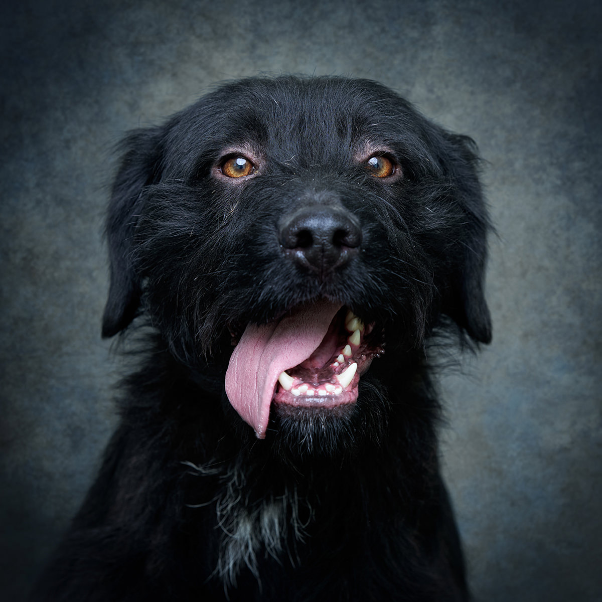 Retrato de Luke, cão para adoção em Soure
