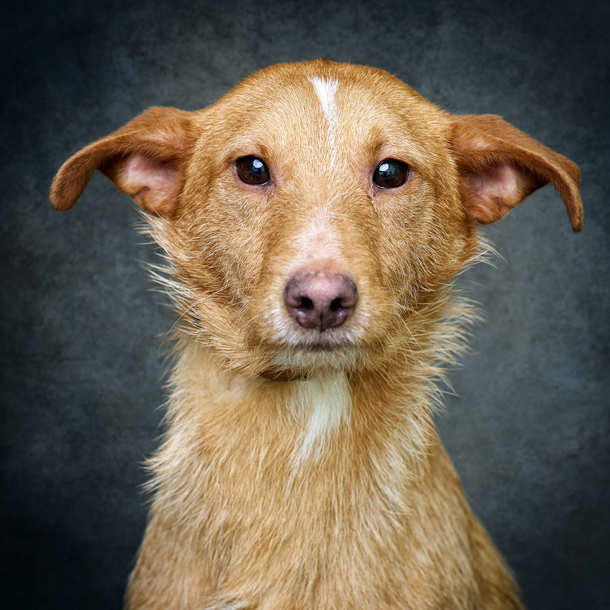Retrato de Nick, cão para adoção em Soure