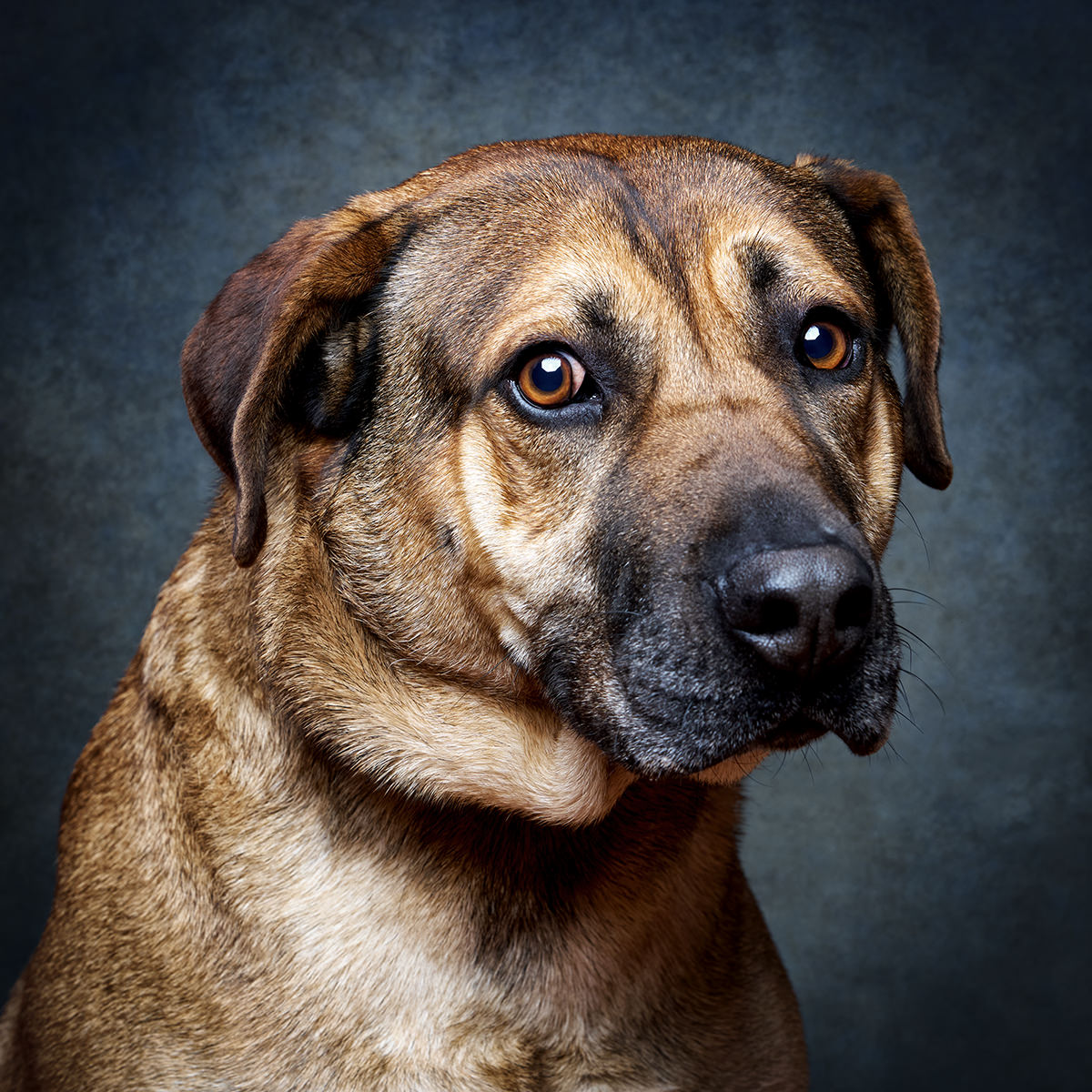 Retrato de Pancho, cão para adoção em Sintra