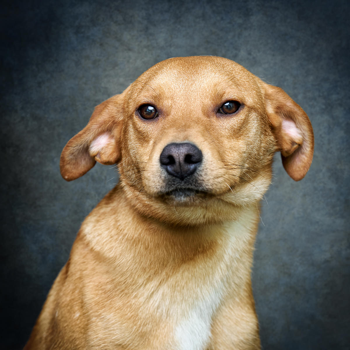 Retrato de Toby, cão para adoção em Soure