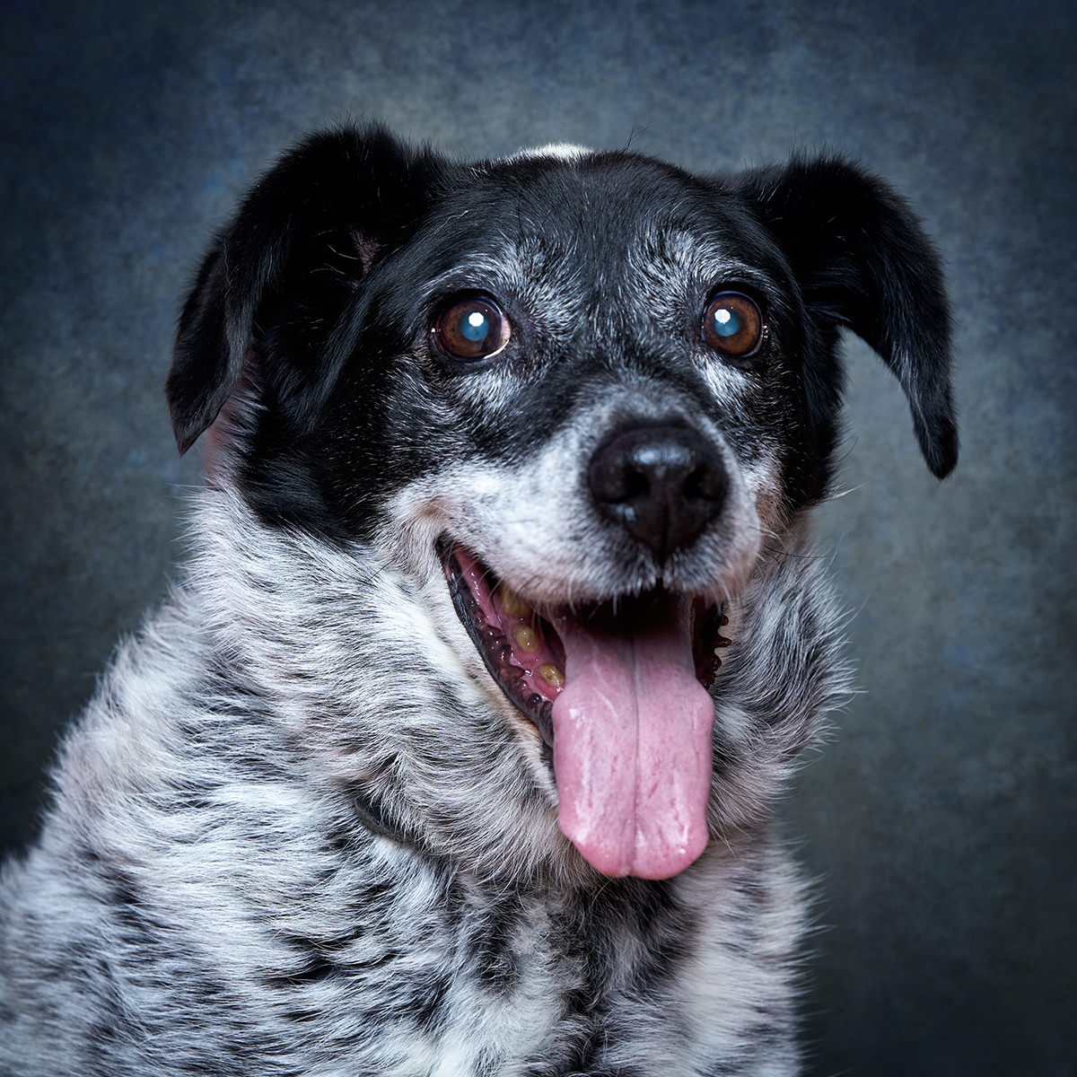 Retrato de Zula, cadela para adoção em Sintra