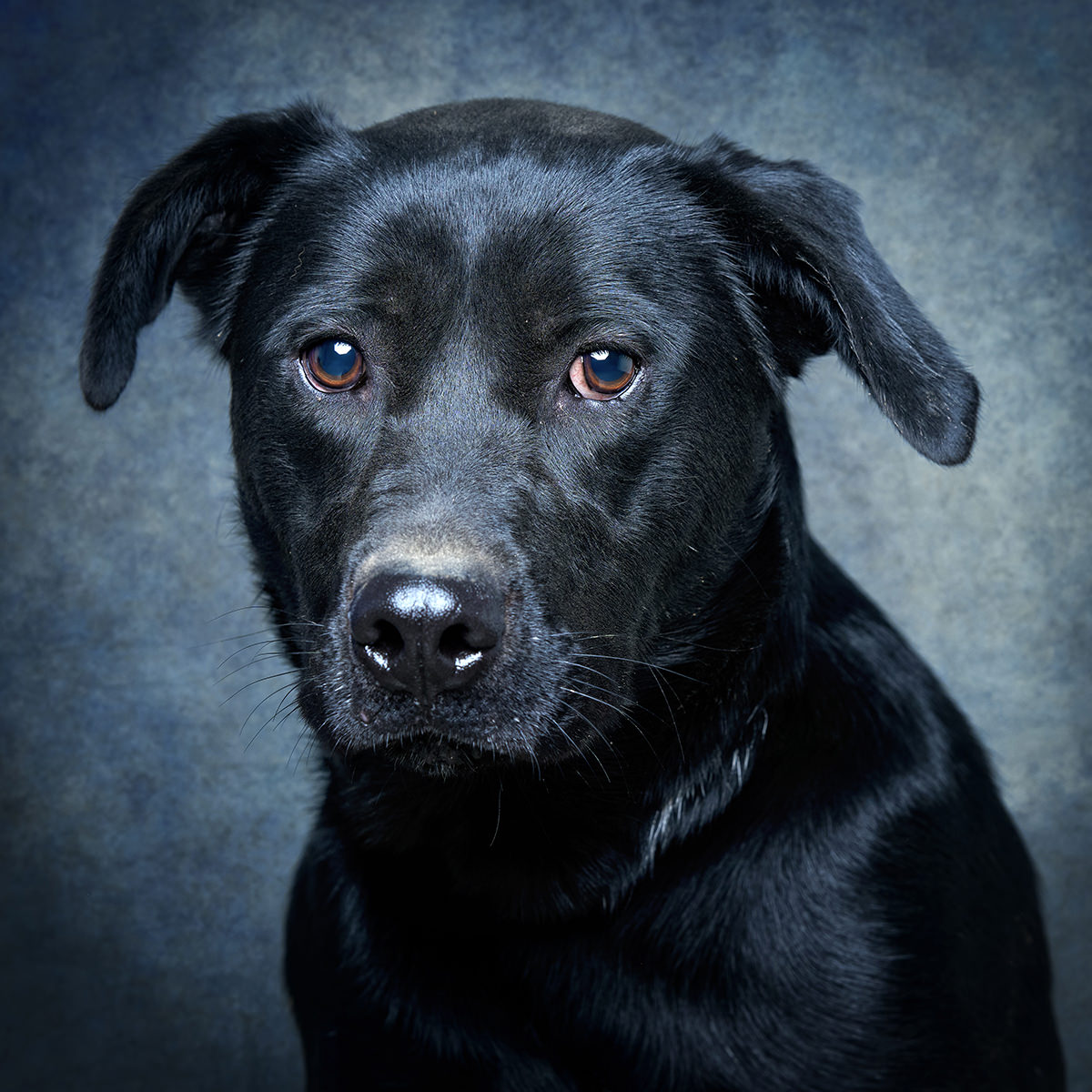 Retrato de Amora, cadela para adoção em Santarém