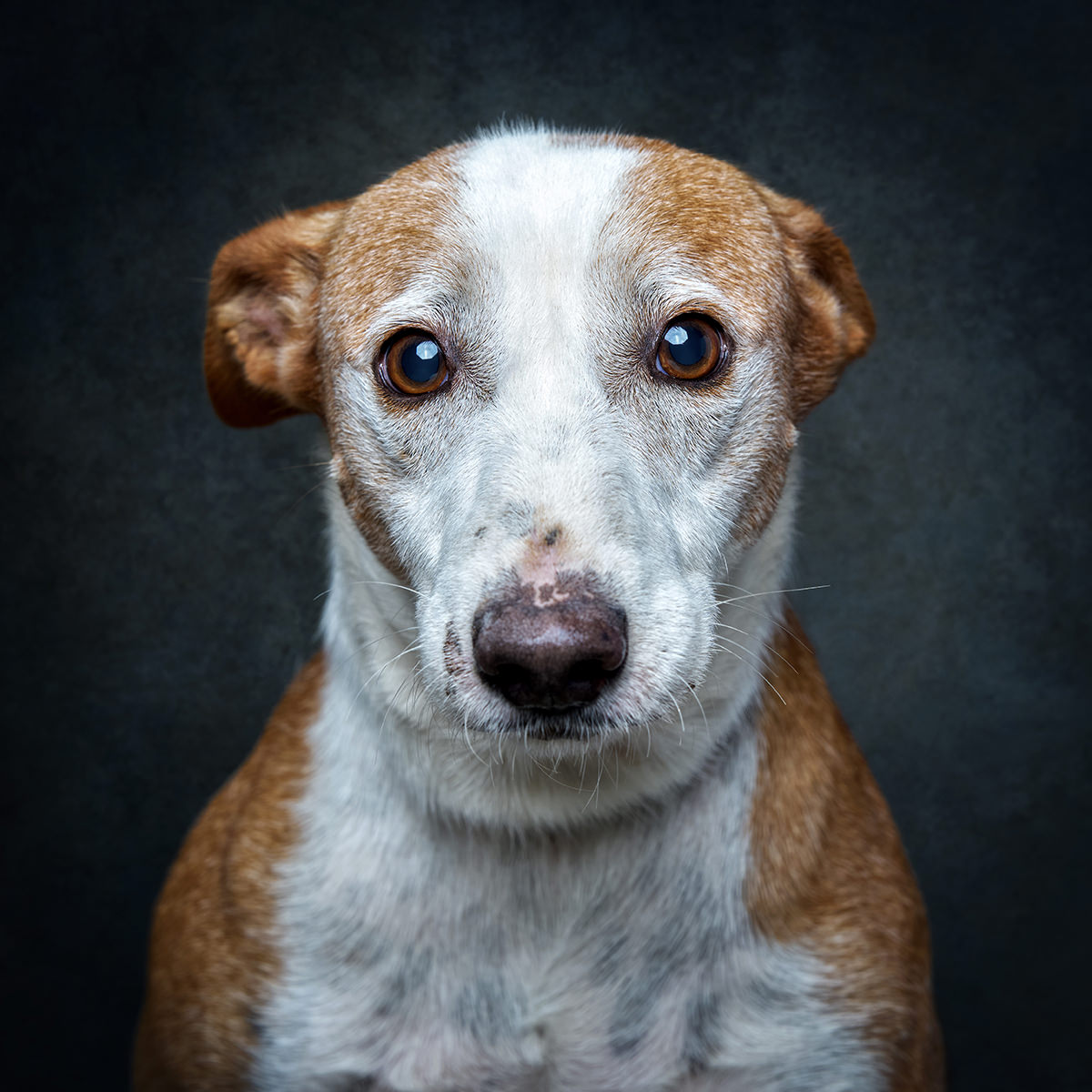 Retrato de Bispo, cão para adoção em Santarém