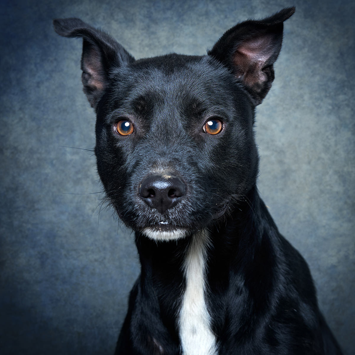 Retrato de Hercule Poirot, cão para adoção em Santarém