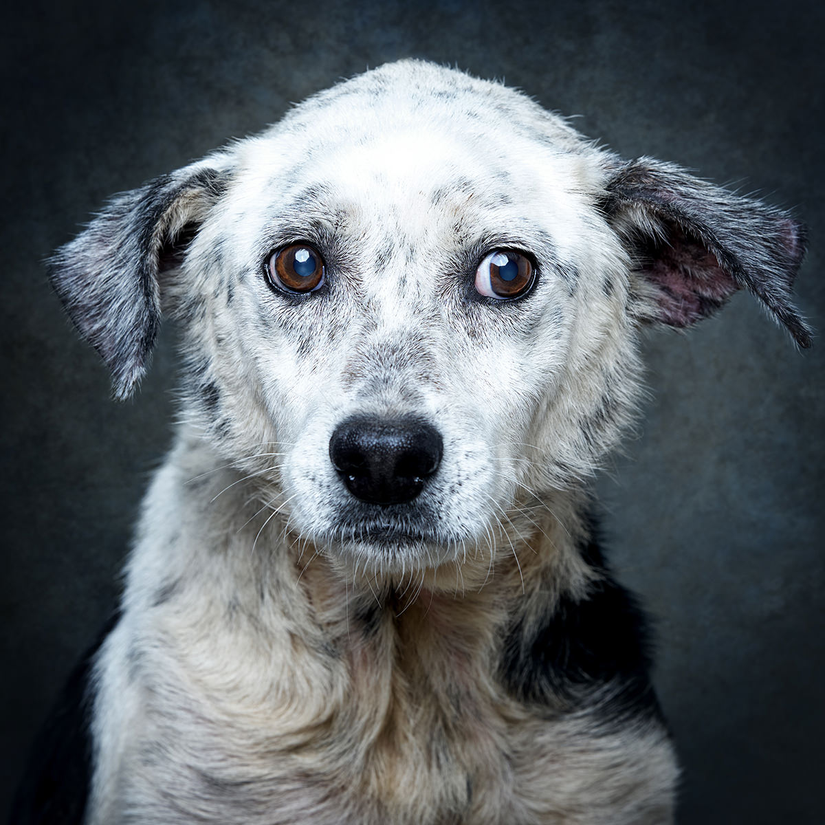 Retrato de Kiko, cão para adoção em Santarém
