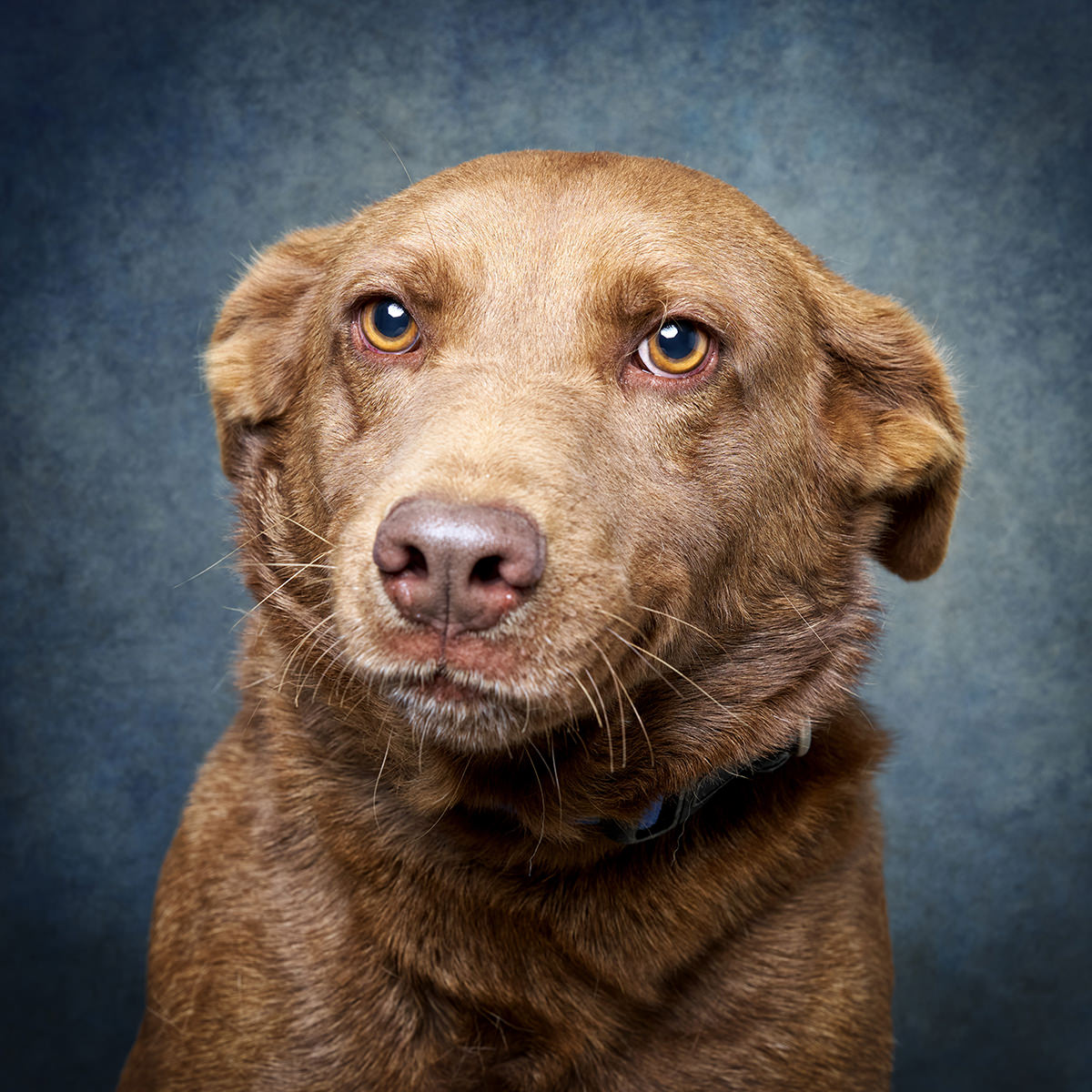 Retrato de King, cão para adoção em Santarém