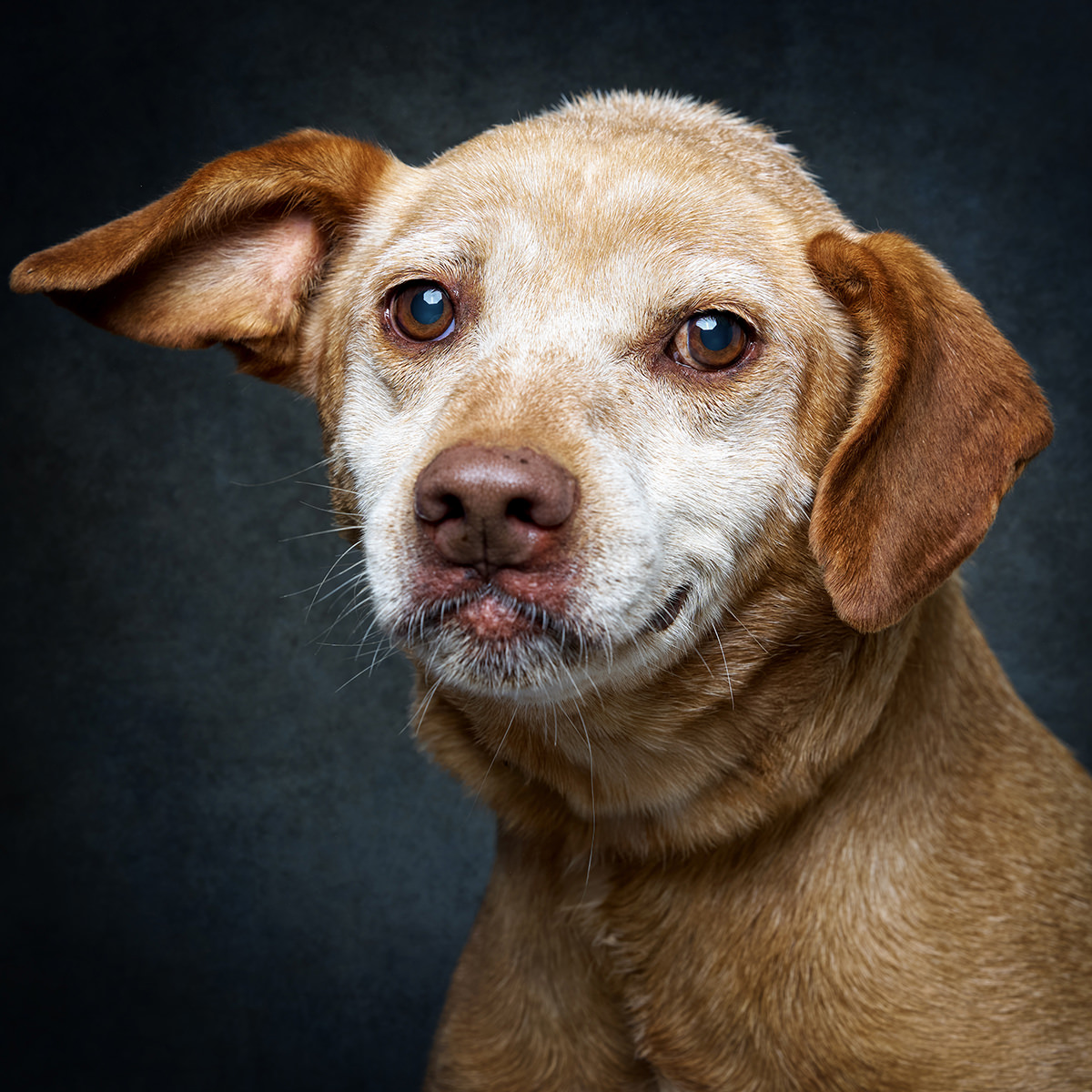 Retrato de Mel, cadela para adoção em Santarém