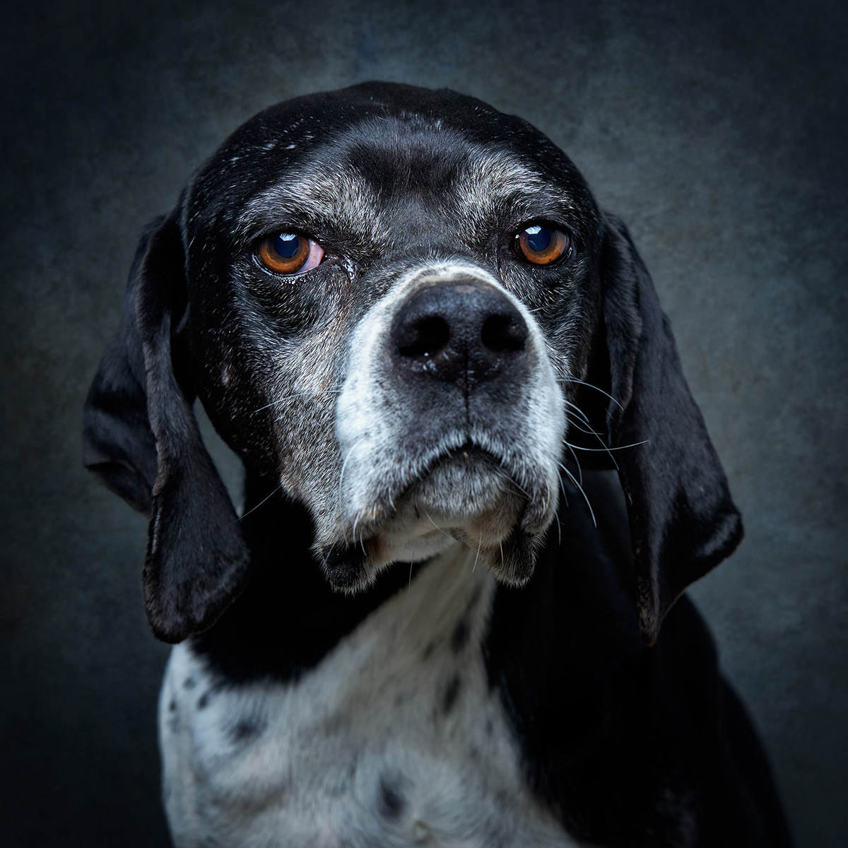 Retrato de Pintas, cão para adoção em Santarém