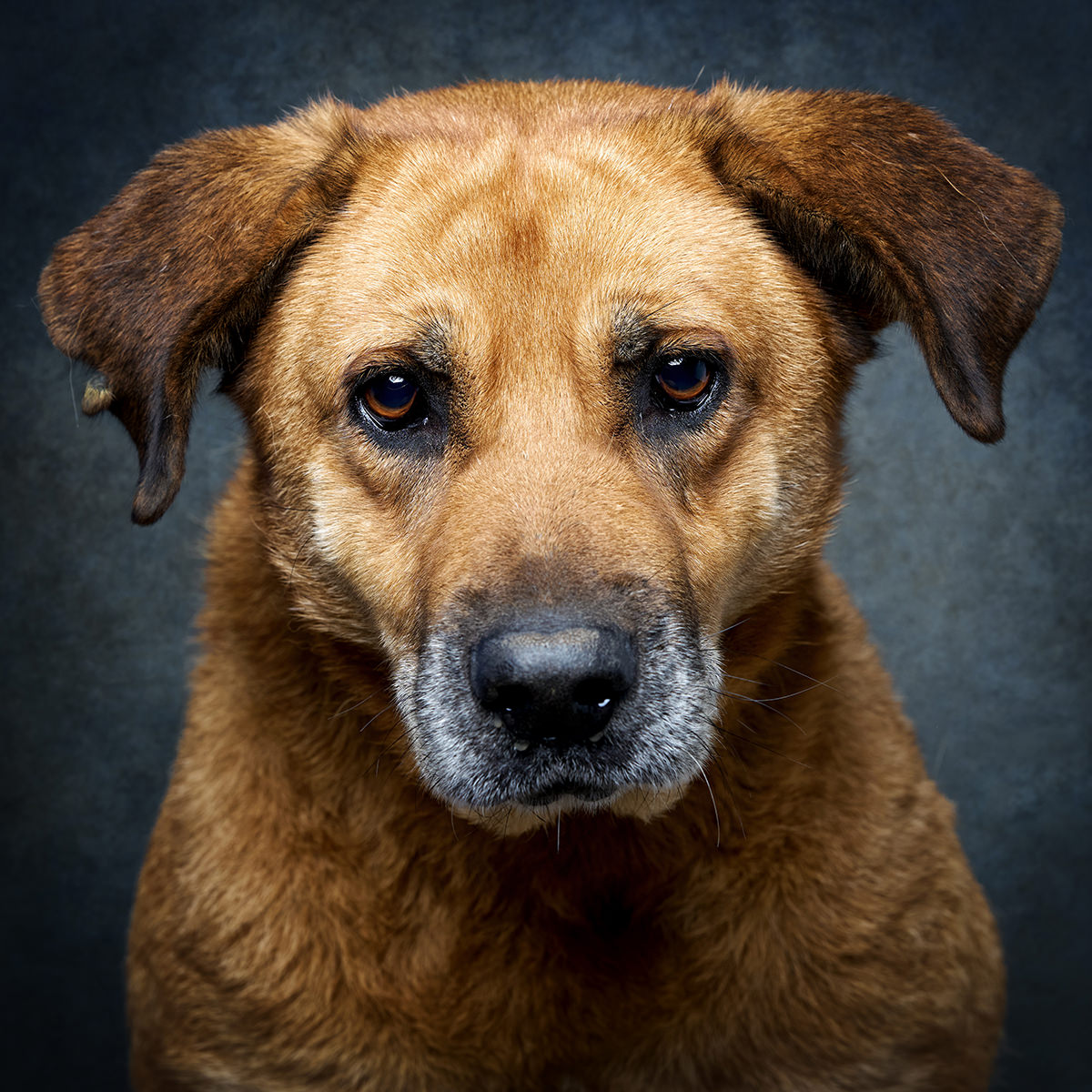 Retrato de Soneca, cão para adoção em Santarém