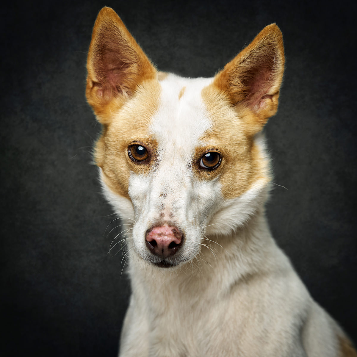 Retrato de Benny, cão para adoção em Caldas da Rainha
