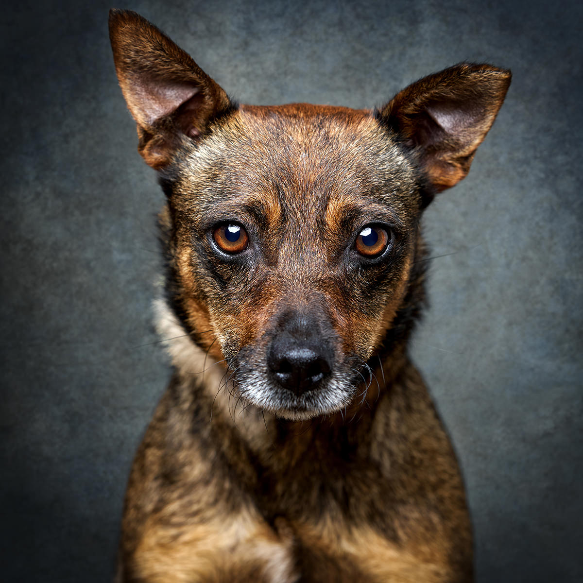 Retrato de Canela, cadela para adoção em Caldas da Rainha