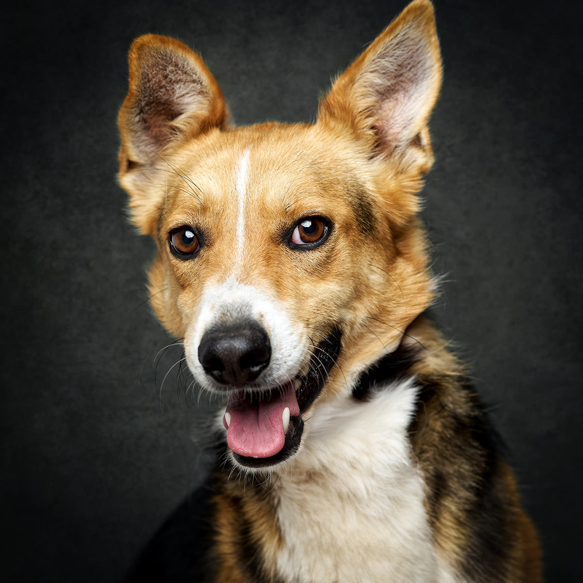 Retrato de Radar, cão para adoção em Caldas da Rainha