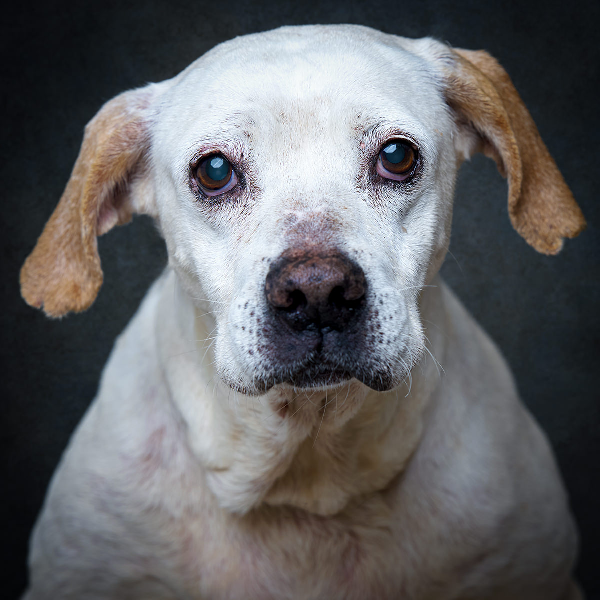 Retrato de Zelda, cadela para adoção em Leiria