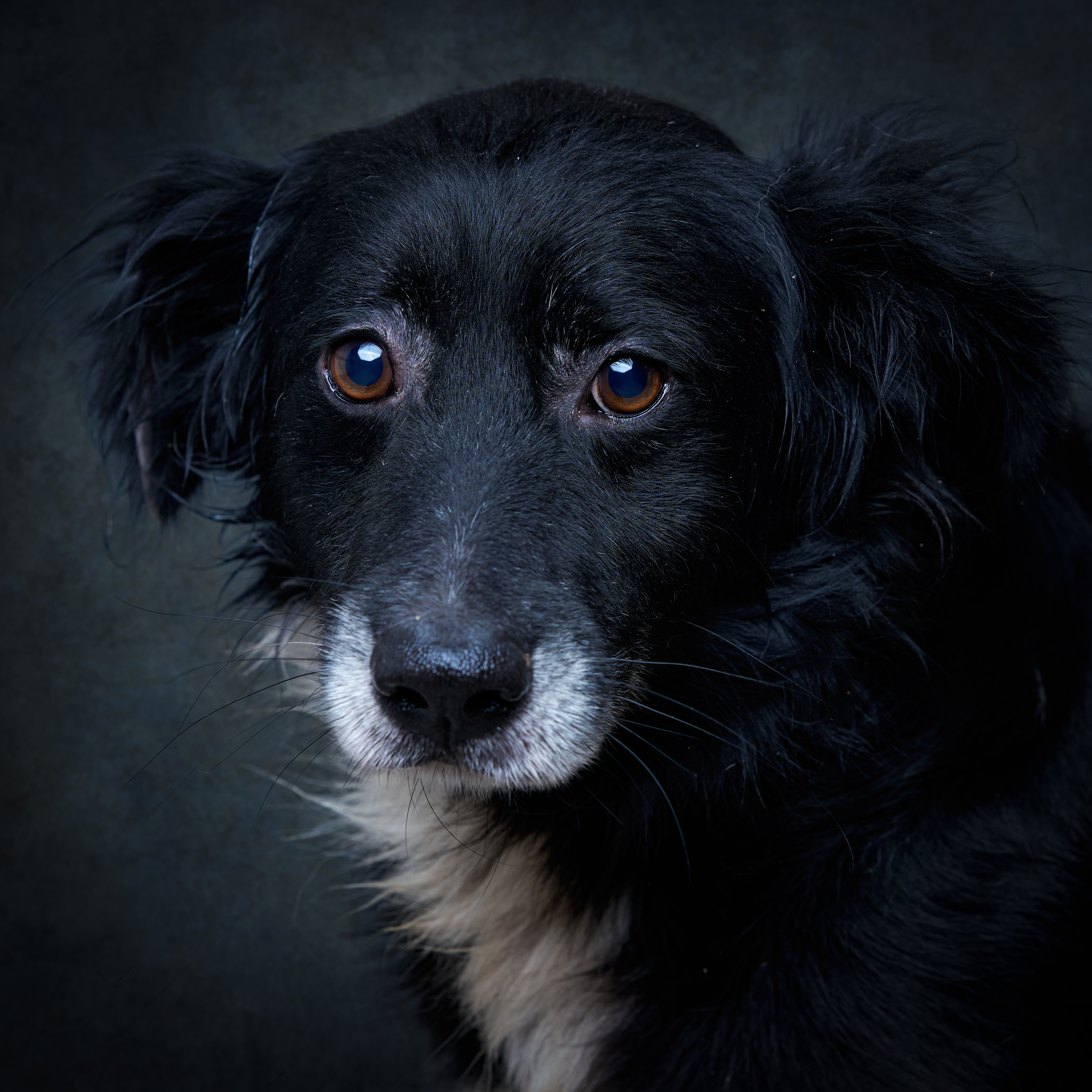 Retrato de Shadow, cão para adoção em Leiria