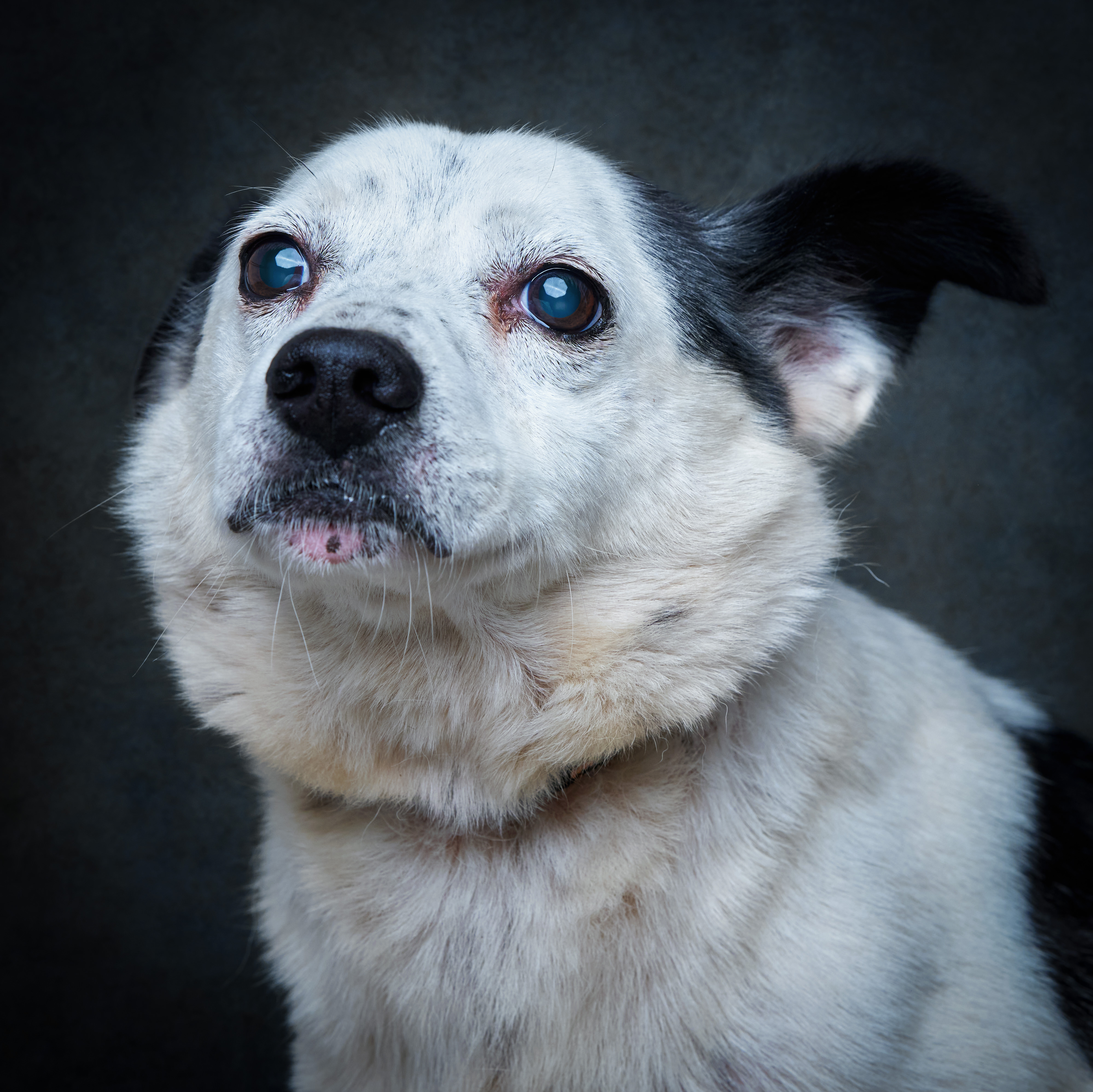 Retrato de Robi, cão para adoção em Leiria