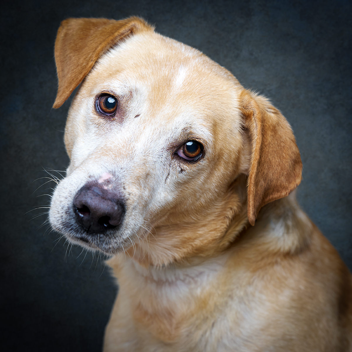 Retrato de Buzz, cão para adoção em Leiria