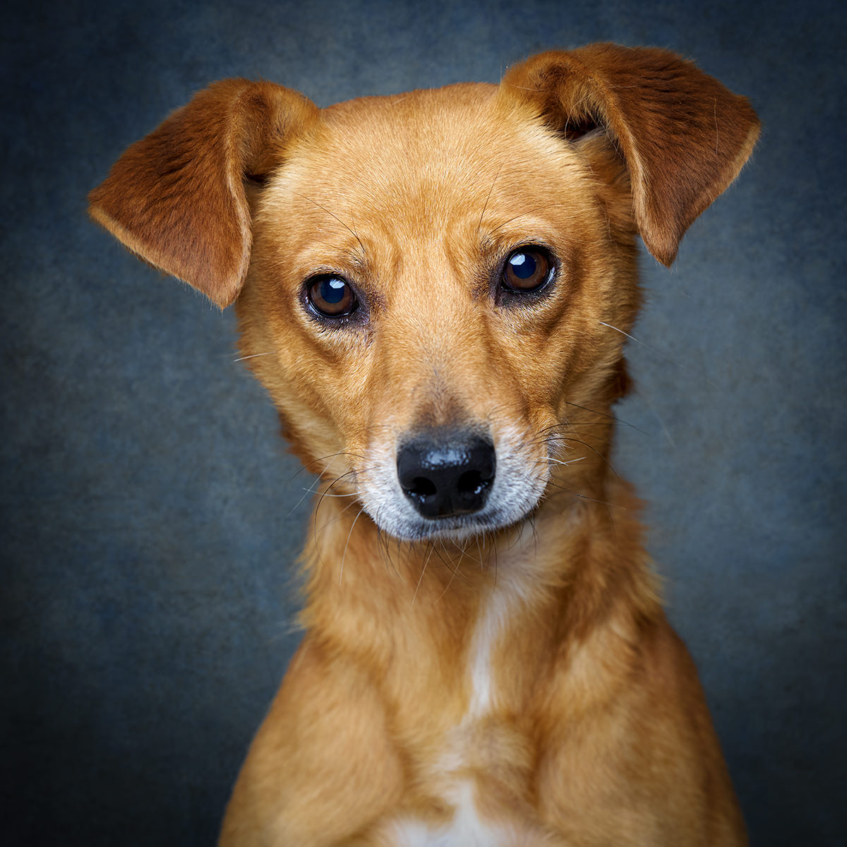 Retrato de Dubai, cão para adoção em Leiria