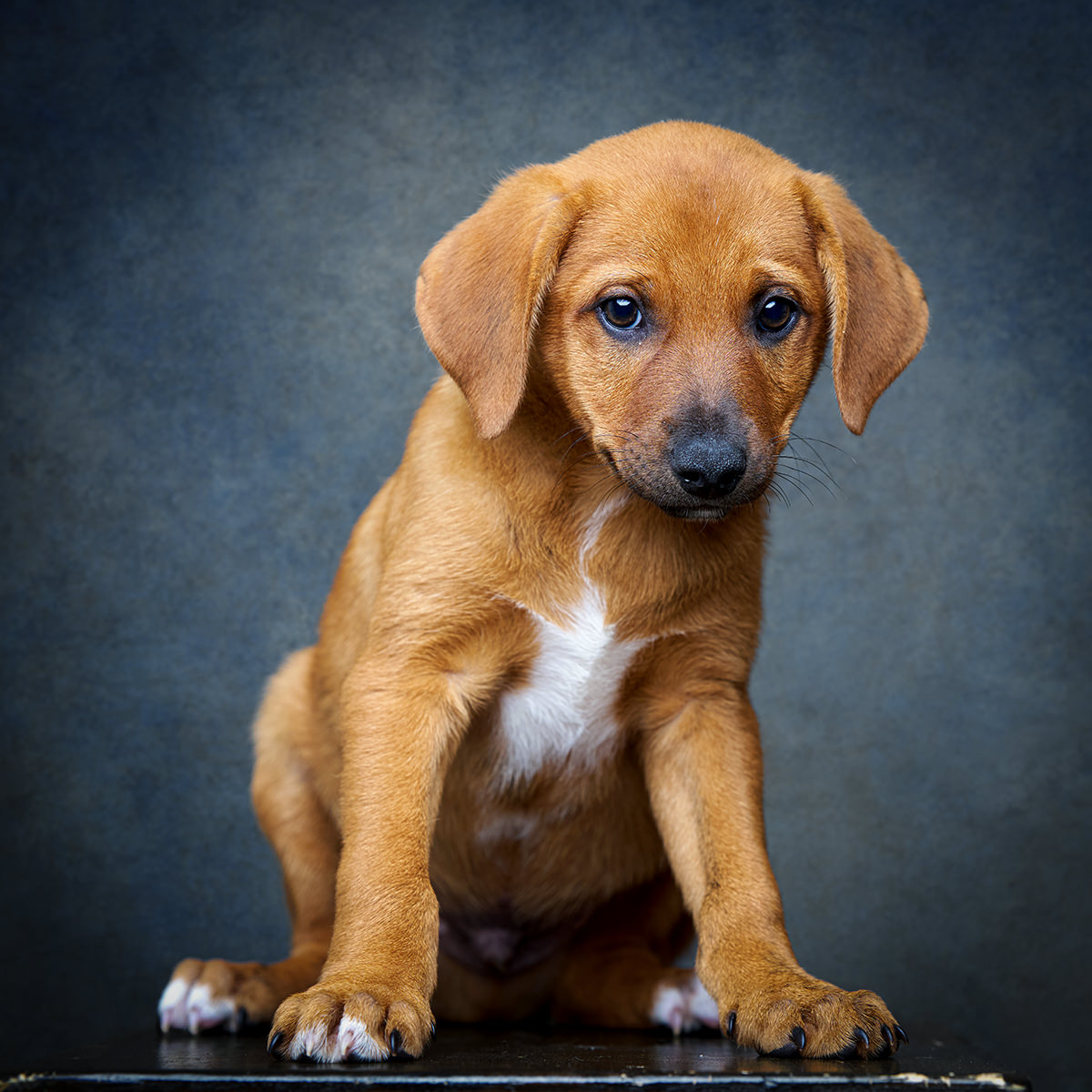 Retrato de Chanel, cão para adoção em Leiria