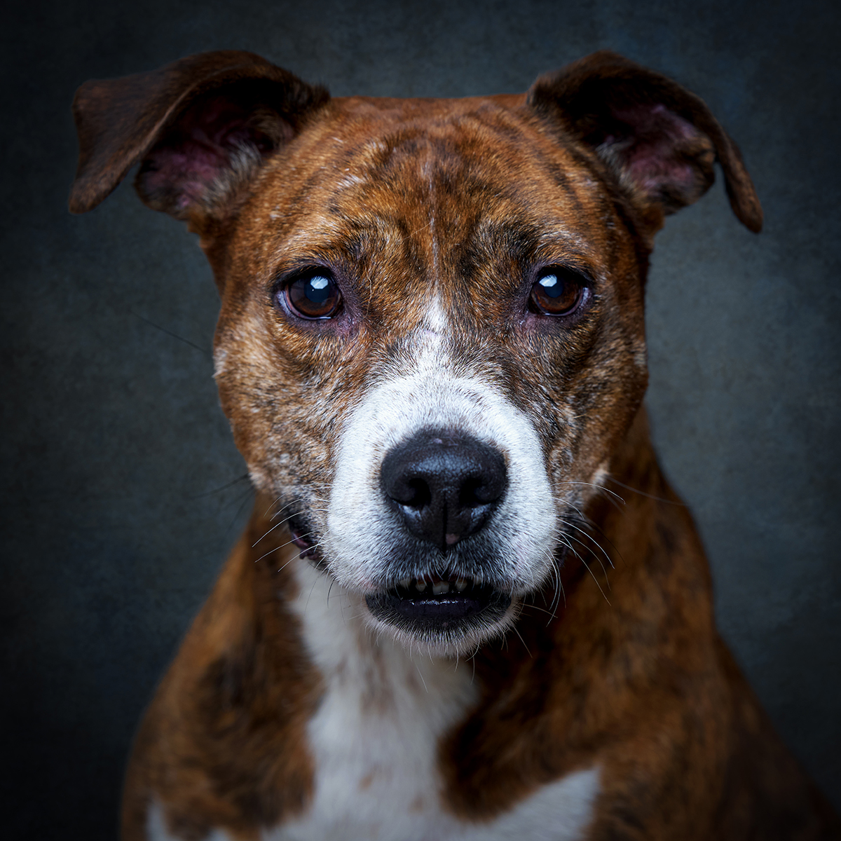 Retrato de Diva, cadela para adoção em Leiria