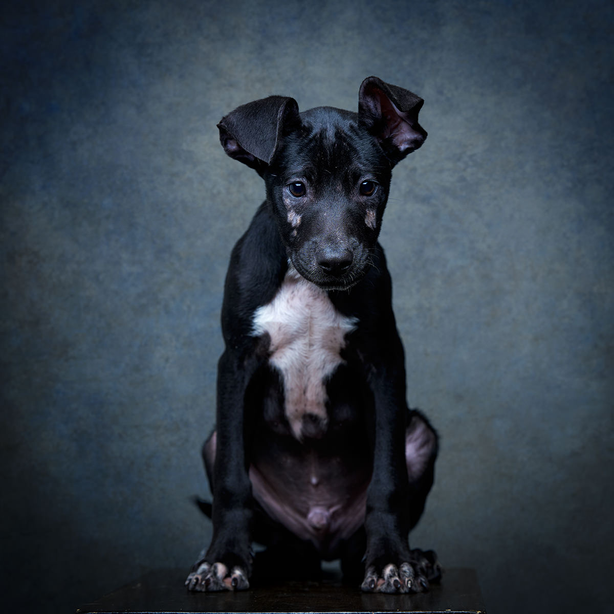 Retrato de Brad Pitt, cão para adoção em Leiria