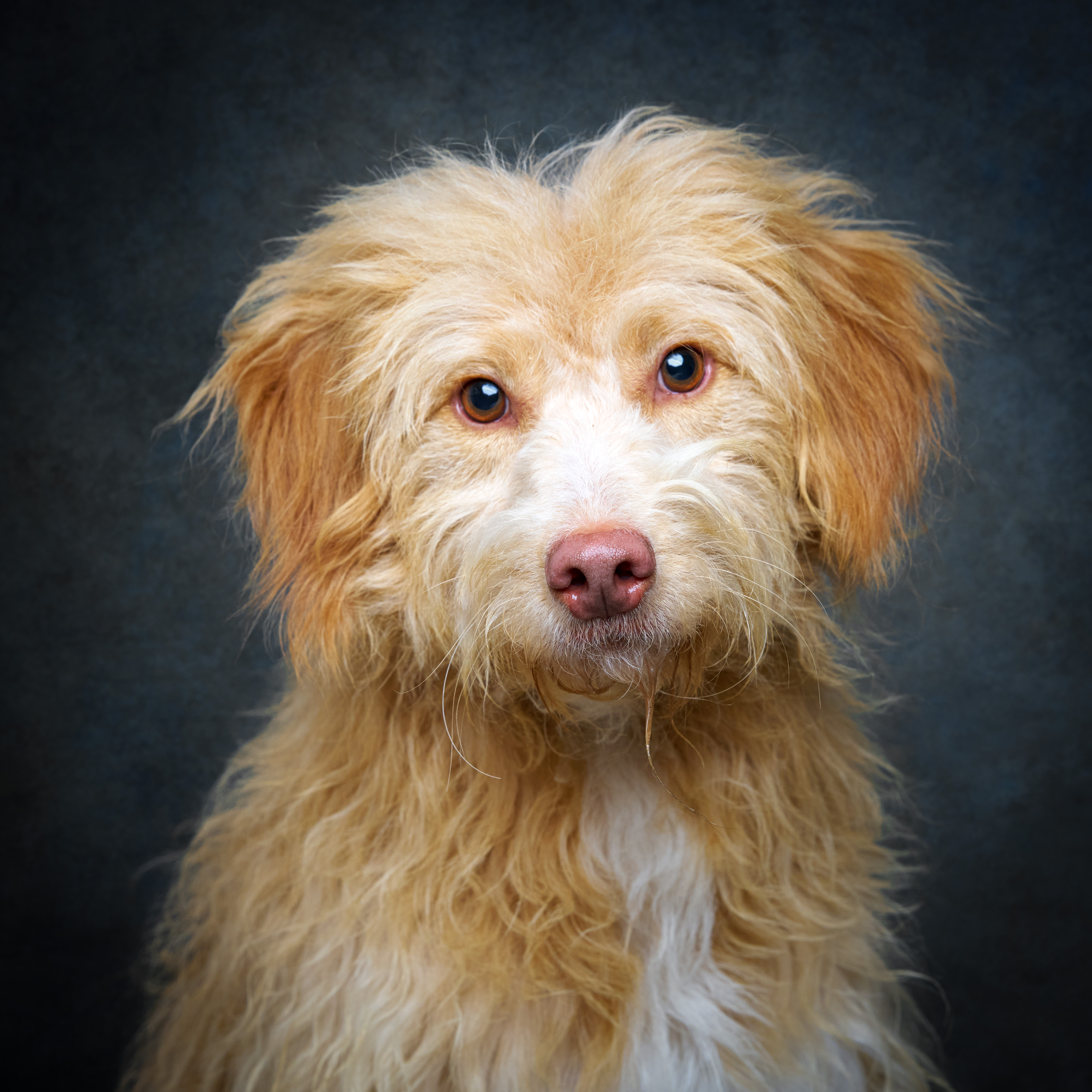 Retrato de Amendoim, cão para adoção em Leiria