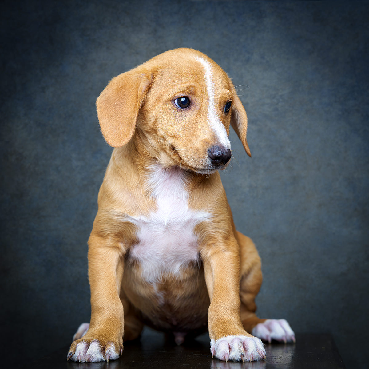 Retrato de Gucci, cadela para adoção em Leiria