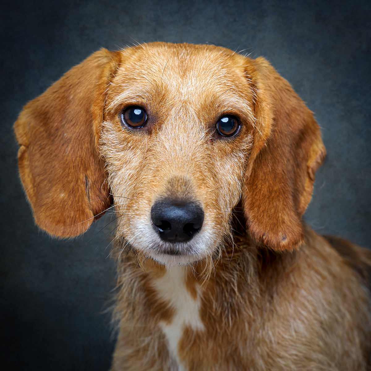 Retrato de Orelhas, cão para adoção em Leiria