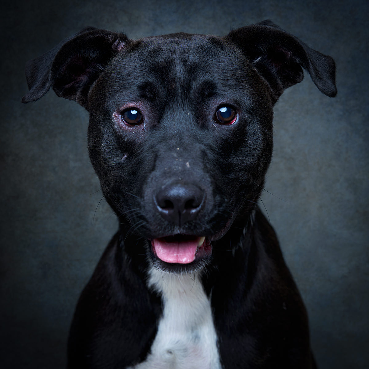 Retrato de Mike, cão para adoção em Leiria