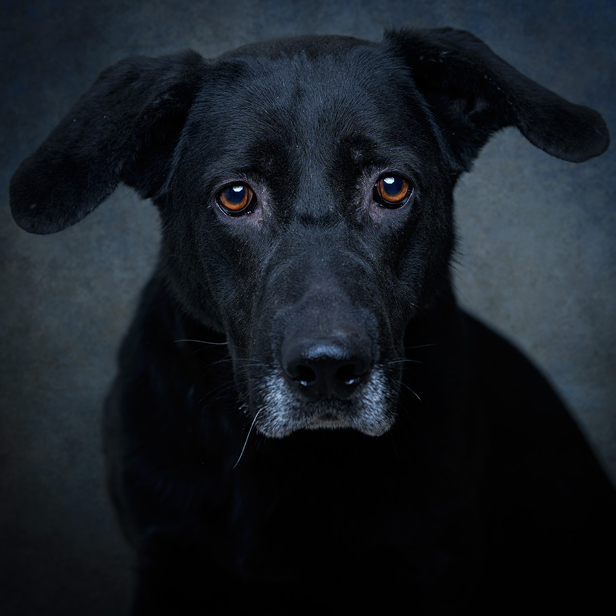 Retrato de Estrela, cadela para adoção em Leiria