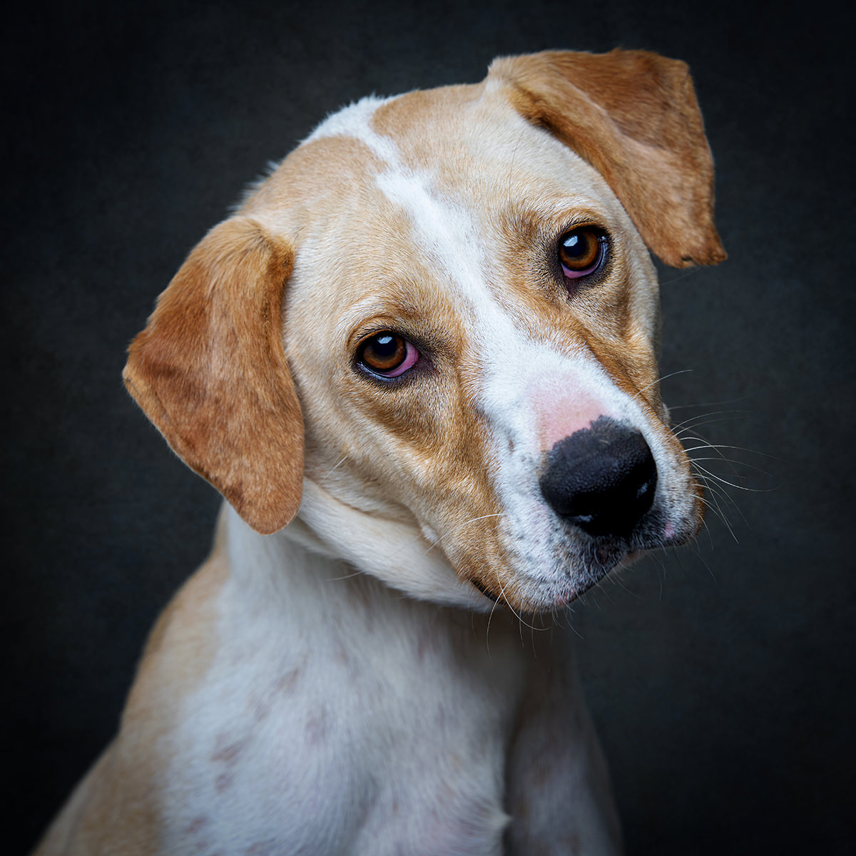 Retrato de Scooby, cão para adoção em Leiria