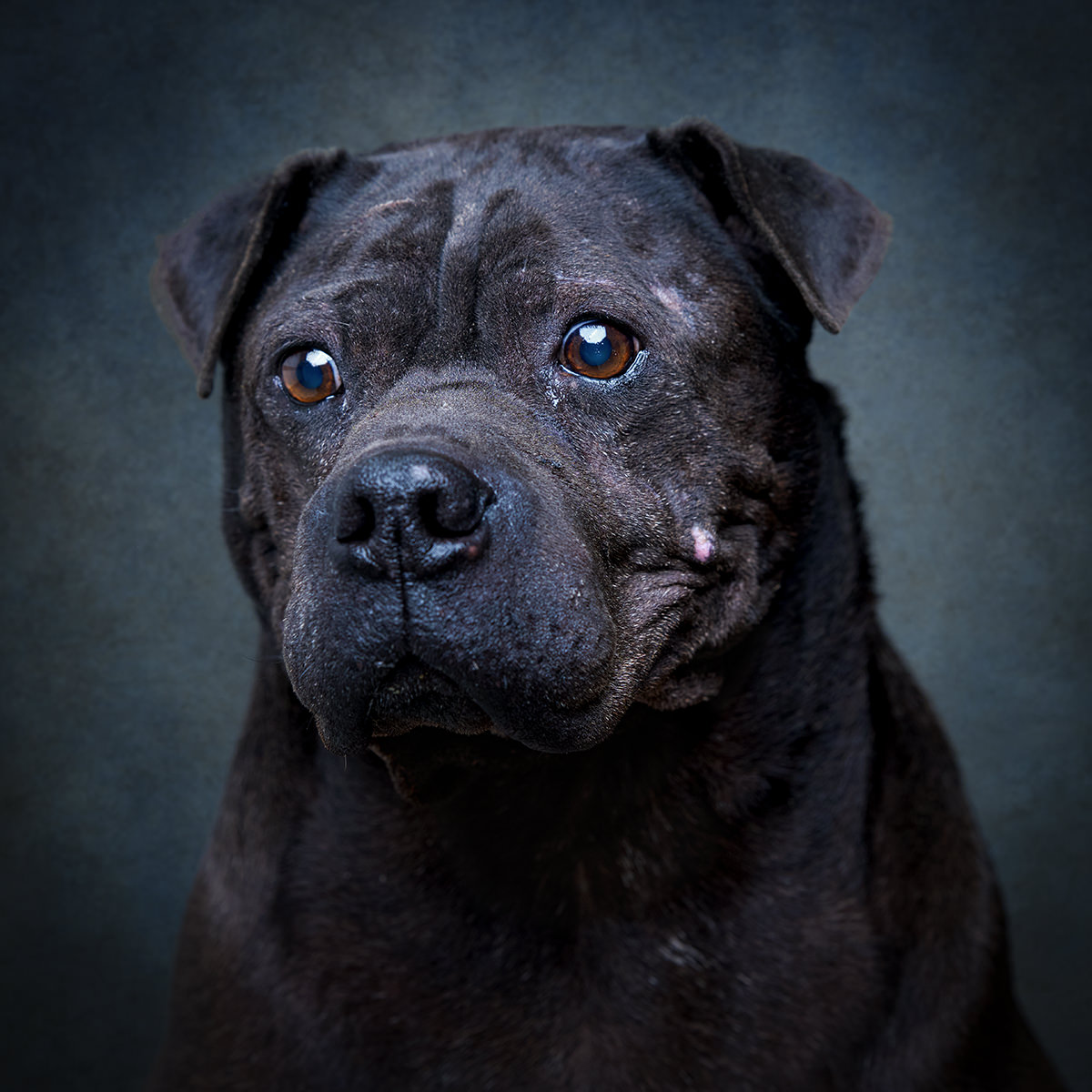 Retrato de Zeus, cão para adoção em Leiria