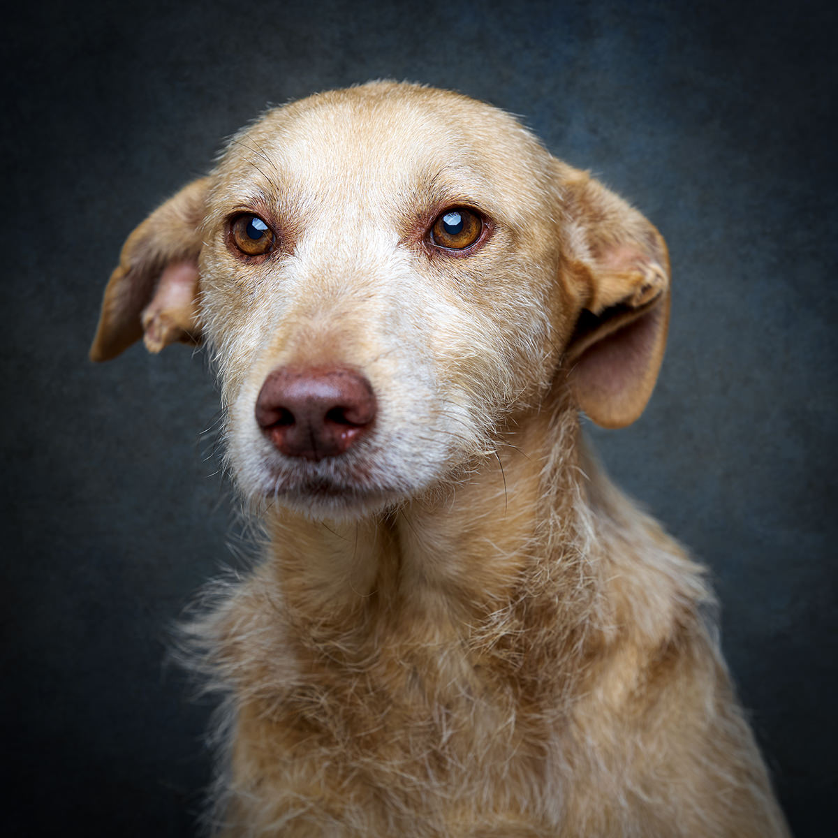 Retrato de Saltitão, cão para adoção em Leiria